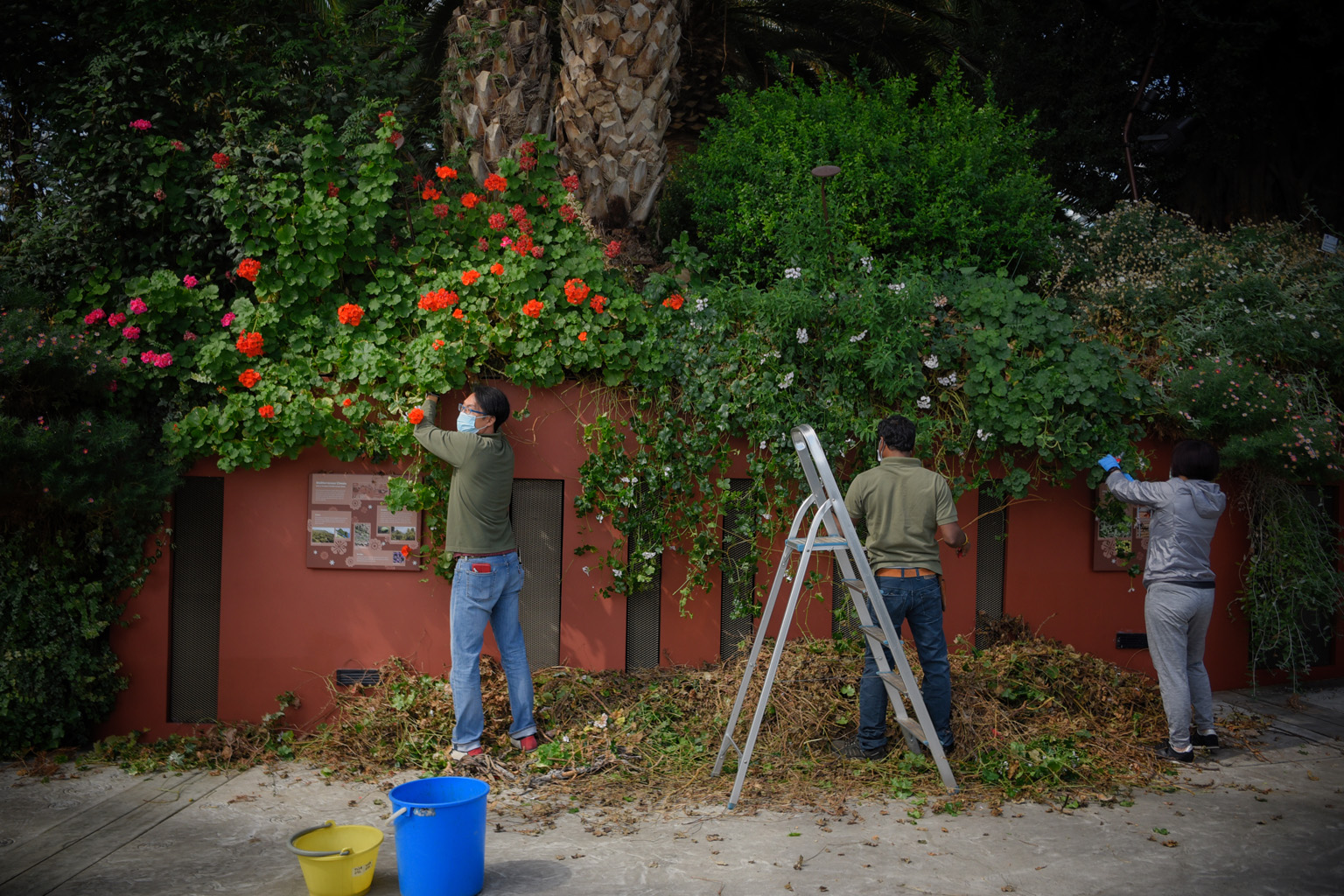 Plants in the Flower Dome at Gardens by the Bay being pruned yesterday. The Flower Dome will reopen on July 11. ST PHOTO: MARK CHEONG