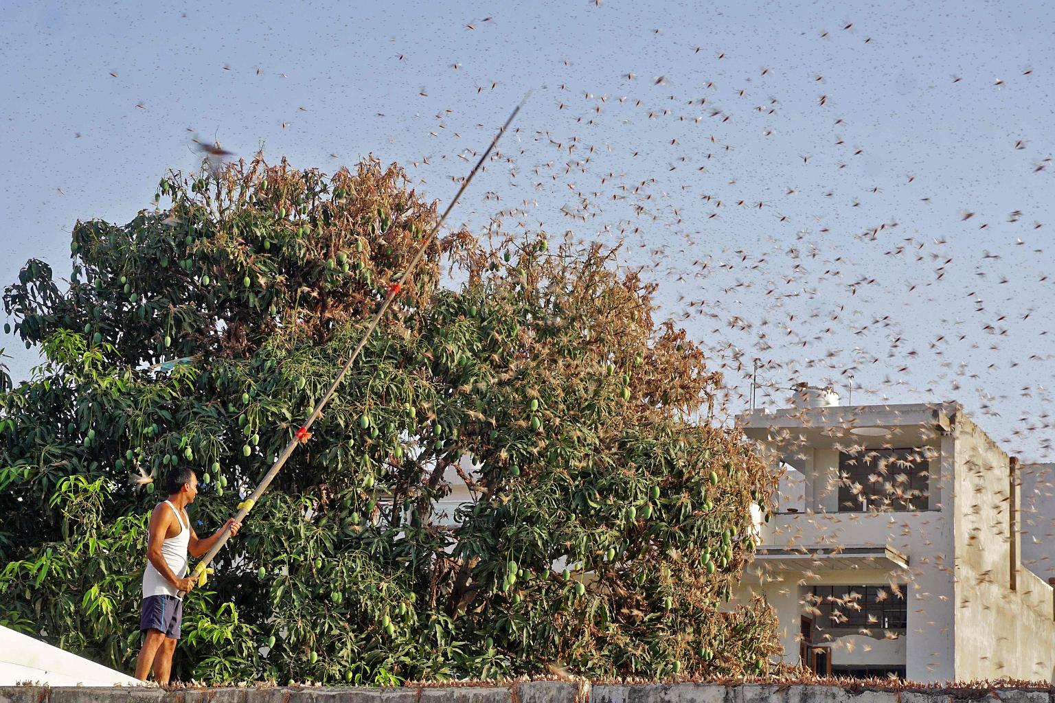 A resident trying to fend off a swarm of locusts from a mango tree in a residential area of Jaipur in the Indian state of Rajasthan on May 25. PHOTO: AGENCE FRANCE-PRESSE