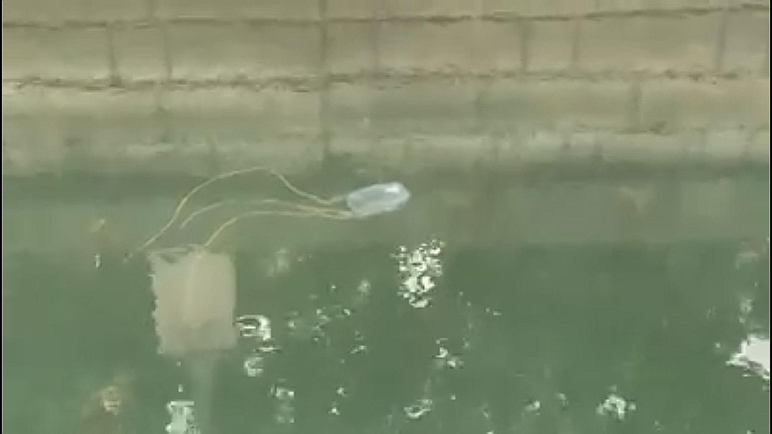 A screengrab of a video of a box jellyfish reportedly spotted in the waters at One Degree 15 Marina Sentosa Cove last Friday. The venom of the box jellyfish is known to be one of the most lethal in the world. PHOTO: KRISZTINA KOZARY