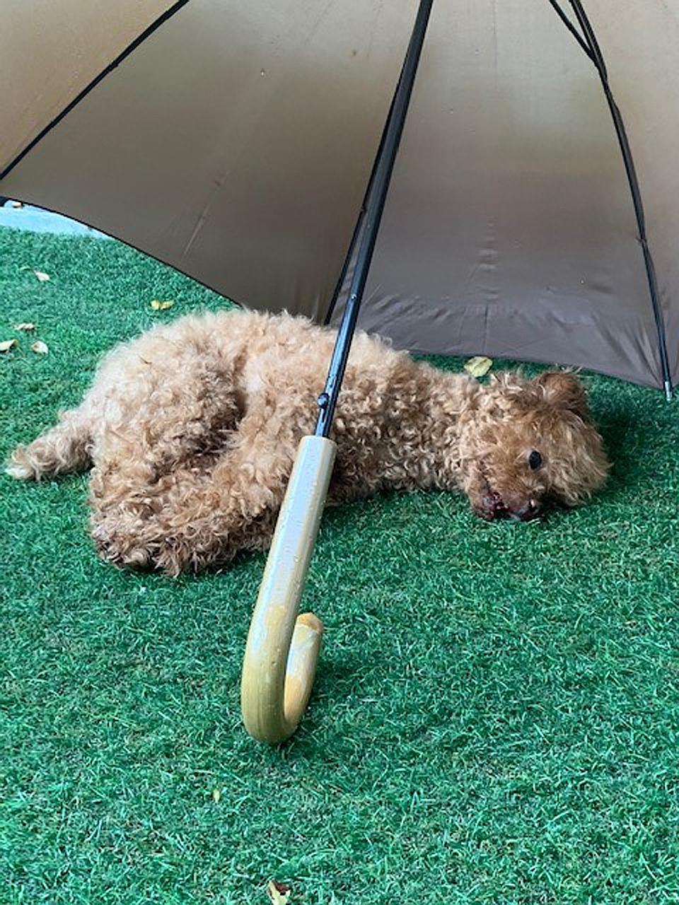 The 11-year-old toy poodle, named Dou Dou, landed on a grass patch on the ground floor and started bleeding from its mouth. It was later put down. PHOTO: NATIONAL PARKS BOARD