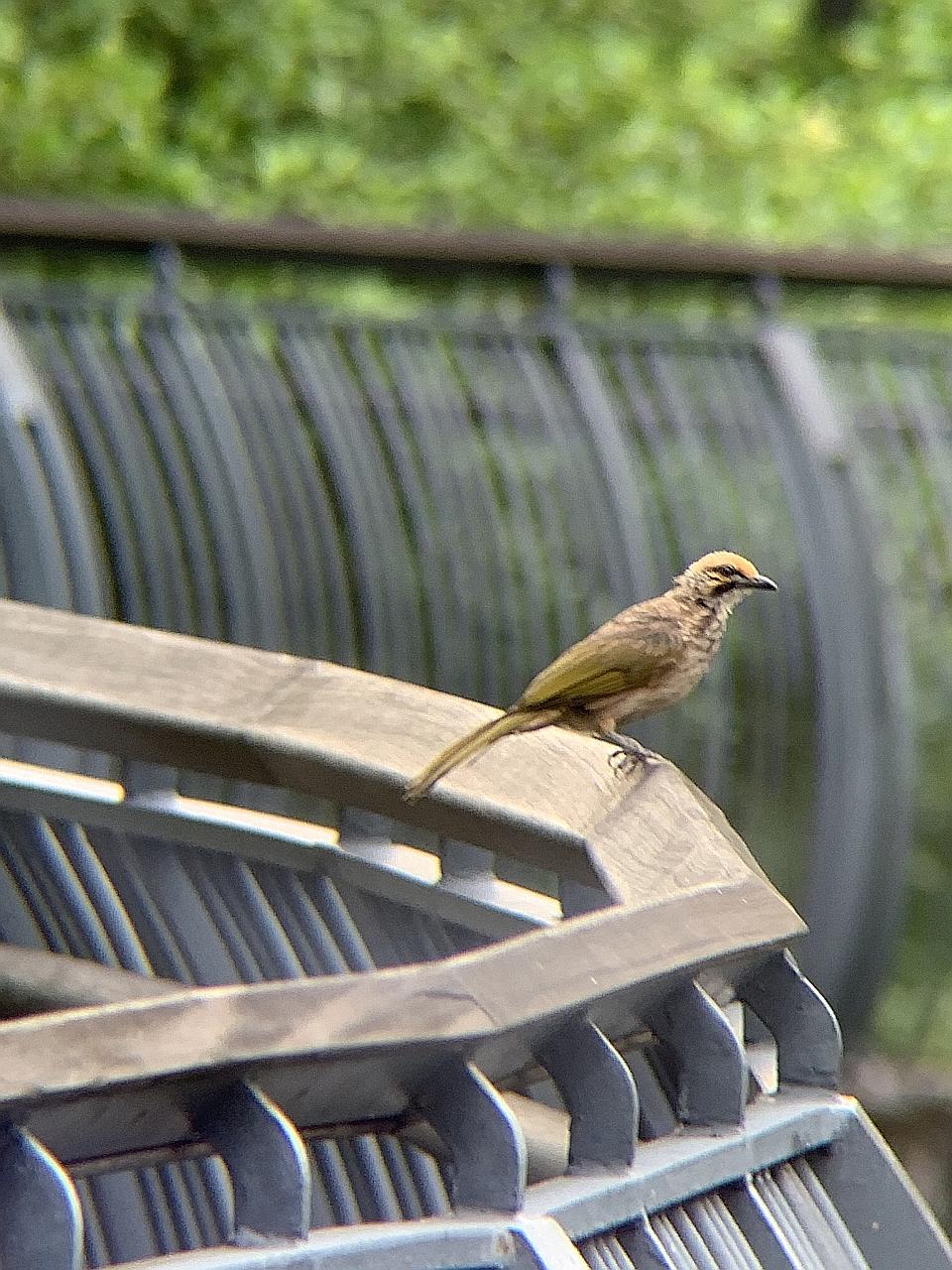 A straw-headed bulbul spotted on May 13 by Mr Yap Bao Shen, who contributed the photo to the Singapore Nature Sightings project. The species is critically endangered in the region as it is heavily poached for its melodious song. PHOTO: YAP BAO SHEN