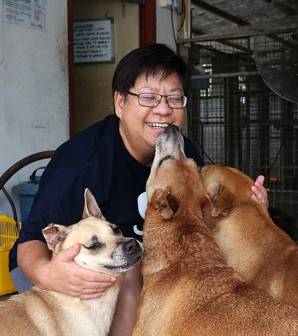 Dog lover Mary Soo with some of the furry residents at the Oasis Second Chance Animal Shelter in a 2016 file photo. The coronavirus outbreak has caused the number of donors to drop, and the shelter needs about $17,000 every month to pay for rent, wor