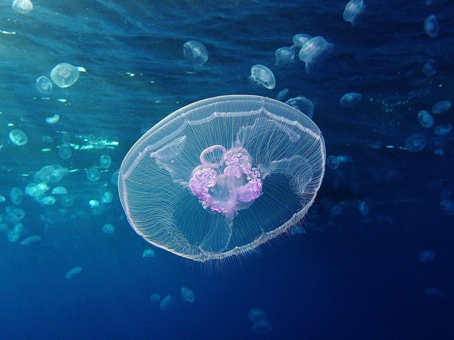 Jellyfish are an ancient and successful group of animals. An in-depth look at the genome of the moon jelly, Aurita aurelia, shows that early jellyfish likely repurposed an existing set of genes to transition between polyp and swimming life stages.