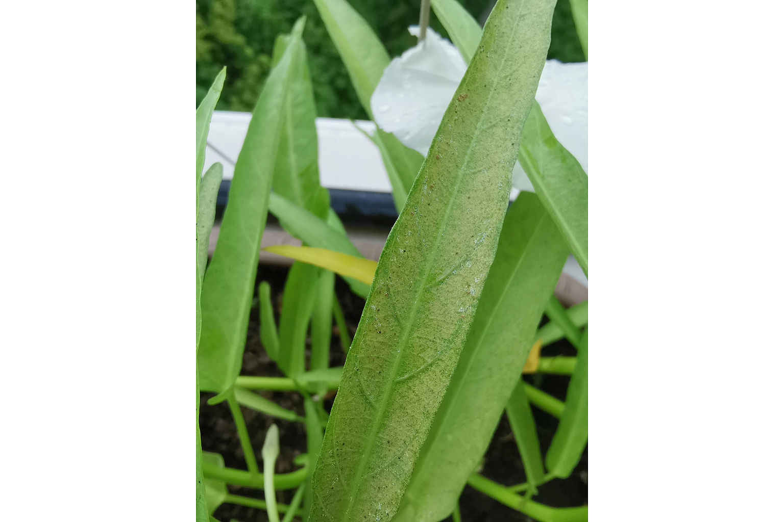 Kangkong is infested with spider mites.