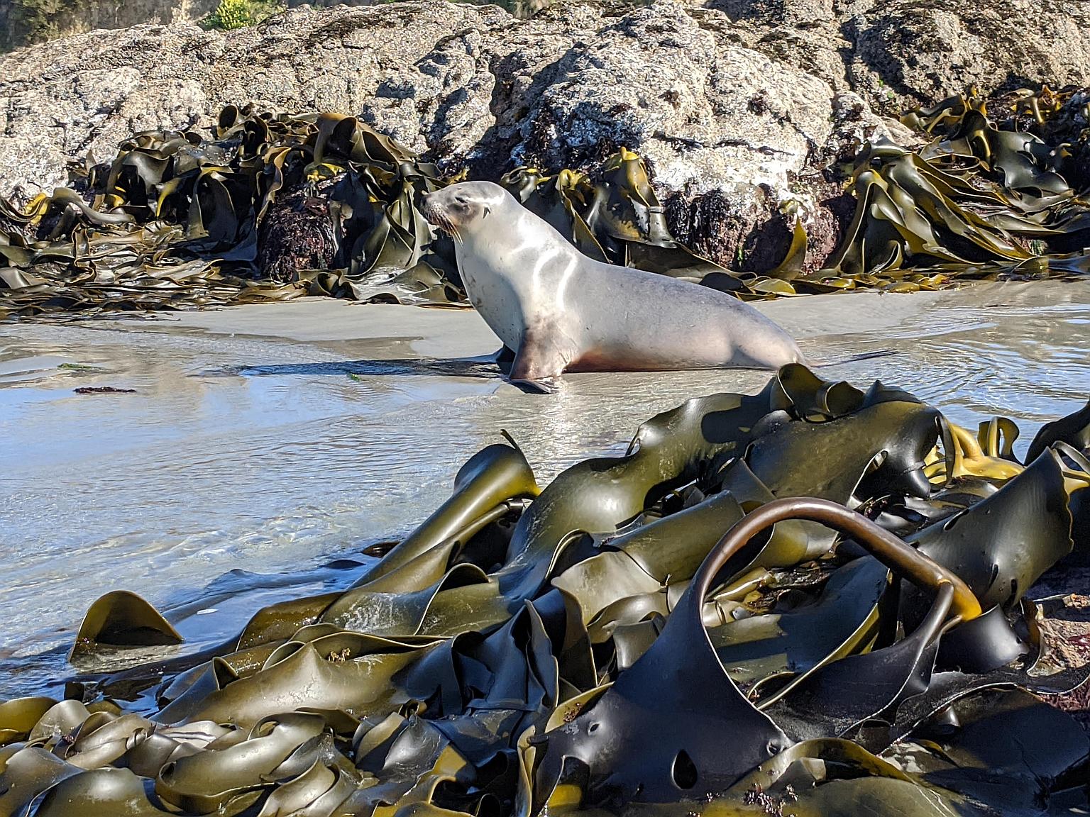 A sea lion basking amid bull kelp in coastal New Zealand. The kelp's genes bear marks of an earthquake that occurred 800 years ago, researchers say. PHOTO: NYTIMES