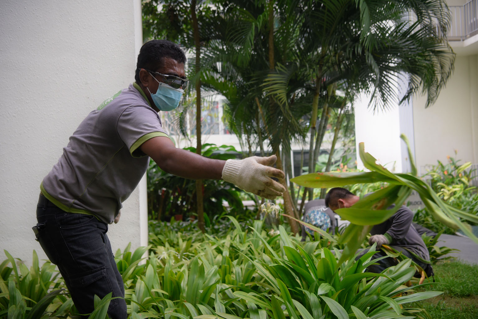 Singaporean Rosli Latiff, 57, who works for Nature Landscapes, continues to help as a site supervisor for one of the horticultural firm's clients in the Dairy Farm area, despite half his team being out of action. The clearance process for workers has held