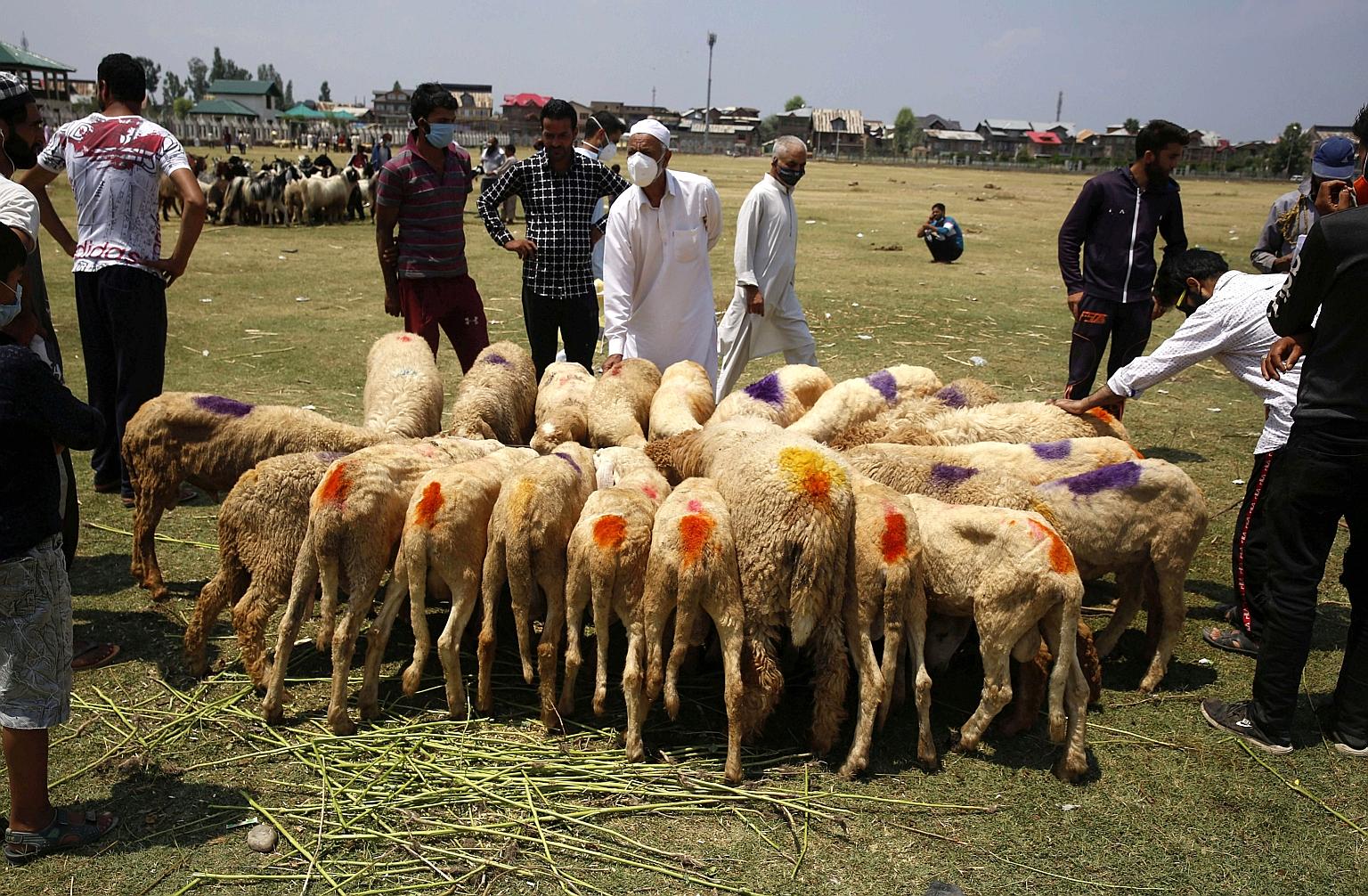 Sheep for sacrifice during Muslim festival | The Straits Times