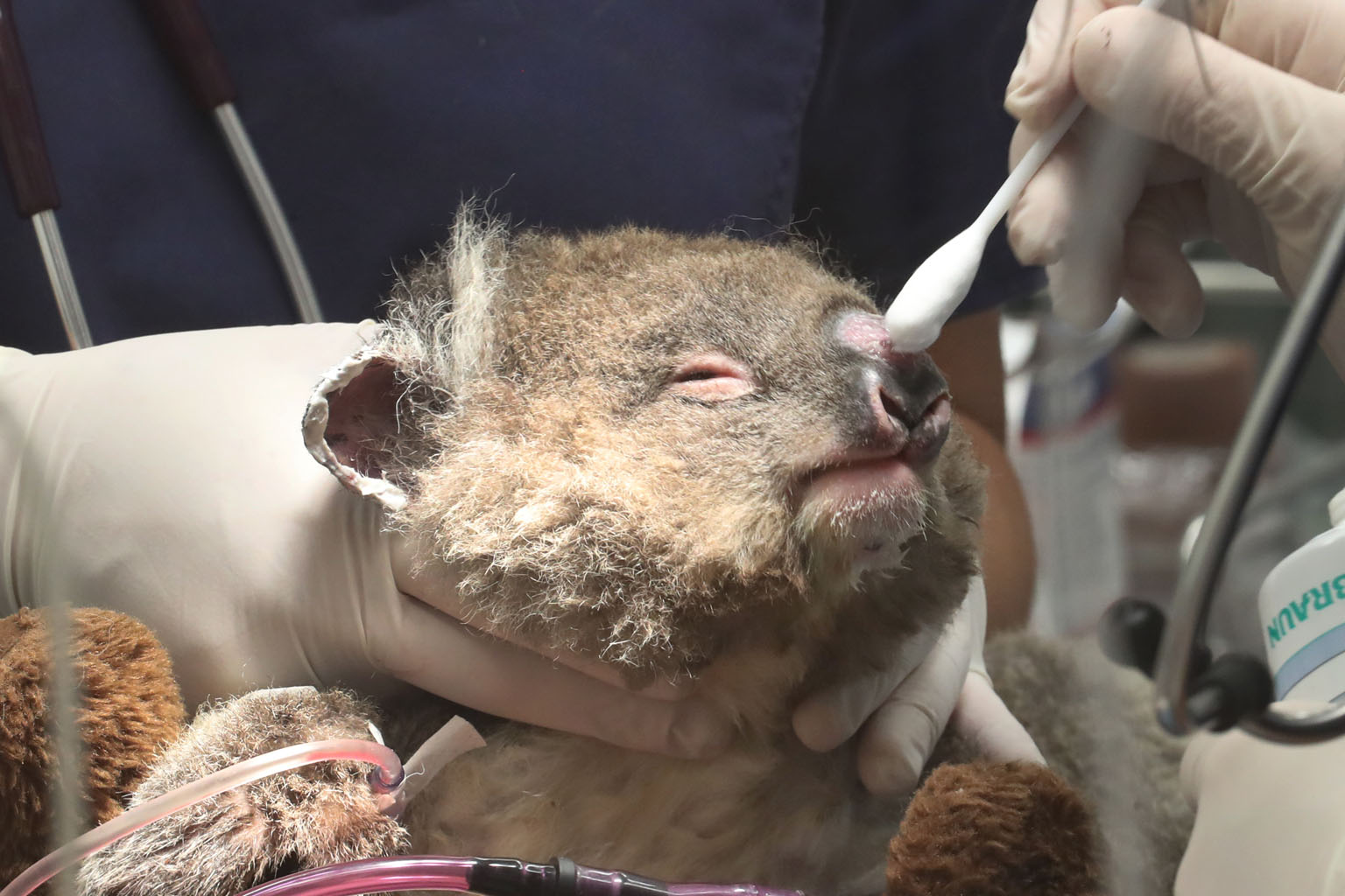 Jeremy, a young koala that was injured in Victoria's bush fires, receiving medical attention at Healesville Sanctuary in January. The plight of koalas during the fires garnered international media attention, with thousands of the tree-dwelling marsup