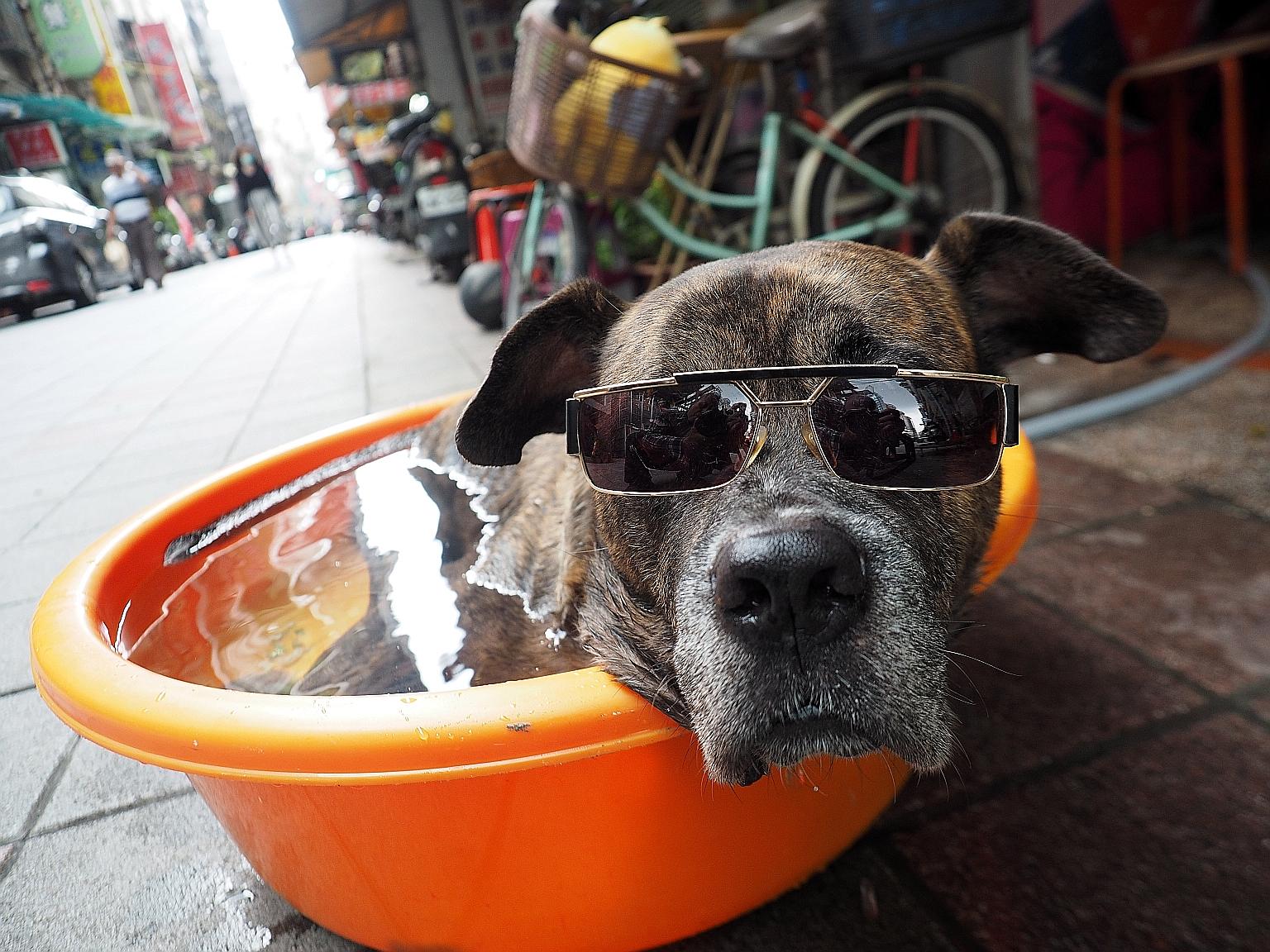 A dog cooling off in Taipei last month, which was the third-warmest July on record, behind only that of 2019 and 2016. PHOTO: EPA-EFE
