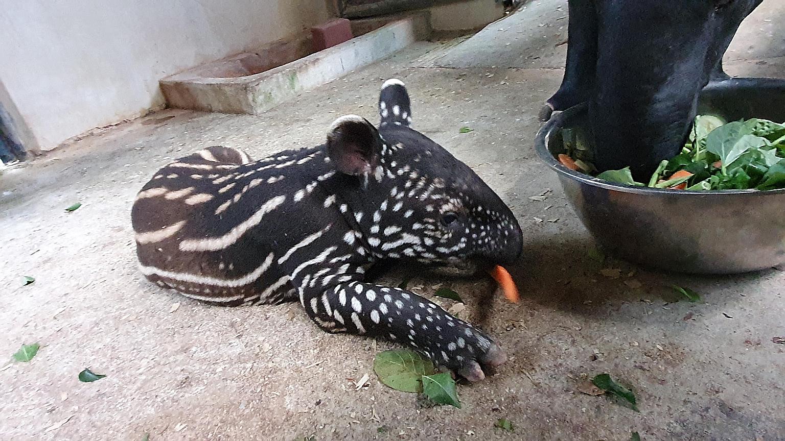 Bintang trying solid food for the first time. Like all other Malayan tapir calves at birth, Bintang sports a distinctive black coat with white spots and stripes. Over the first six months, the pattern will gradually transform into the unique black an