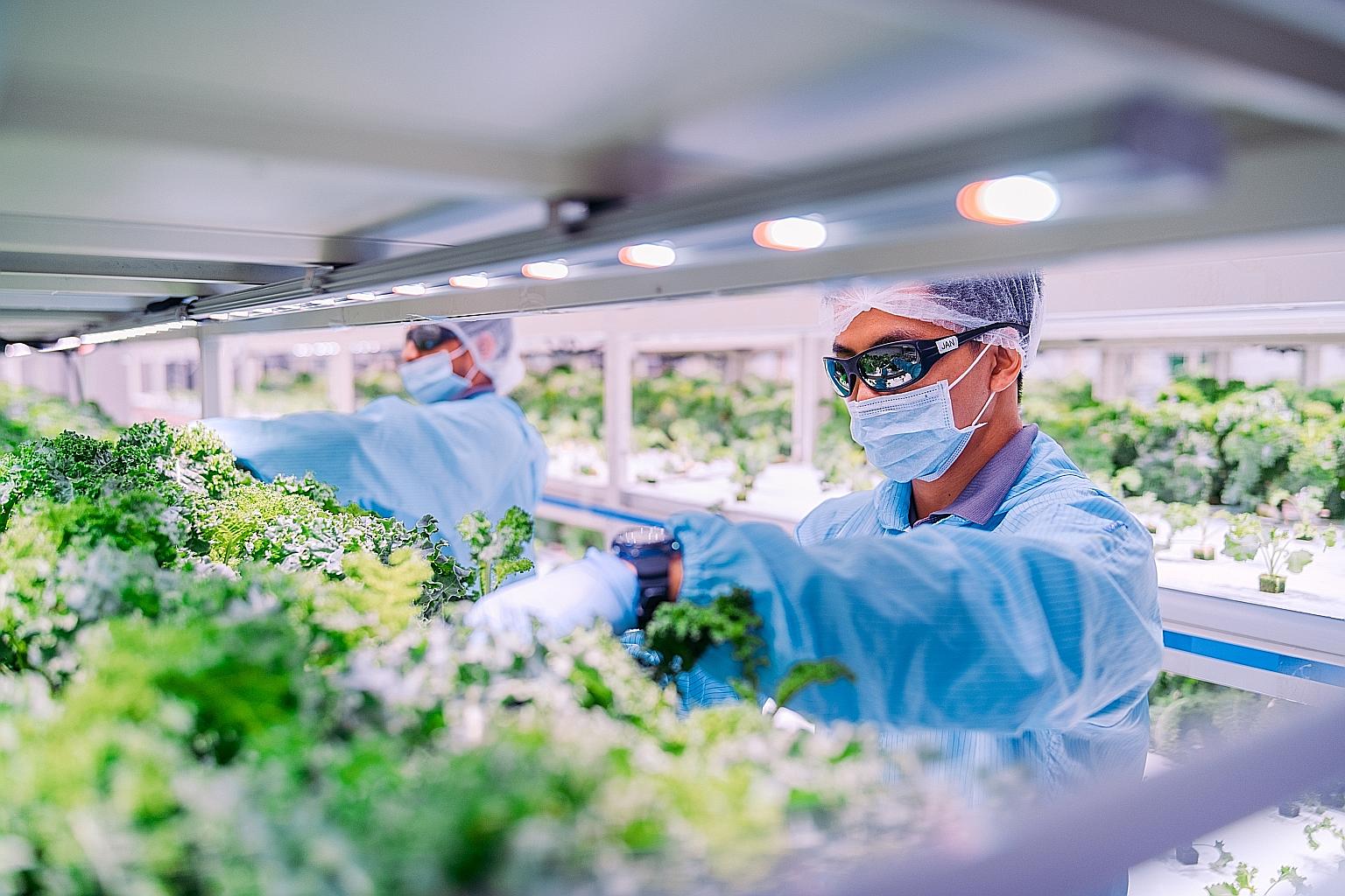 Workers at local farming company Sustenir Agriculture earlier this year. Positions for plant scientists, agronomists and aquaculture specialists as well as rank-and-file workers are expected to open up in the agri-food, food and environmental service