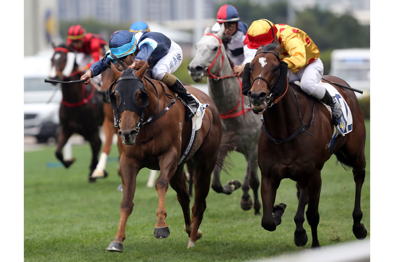Gold Chest (above) is going over 1,000m in Race 9 at Sha Tin tomorrow, but his past performances over the distance suggest that it won’t be a problem. He is the one to beat. 
