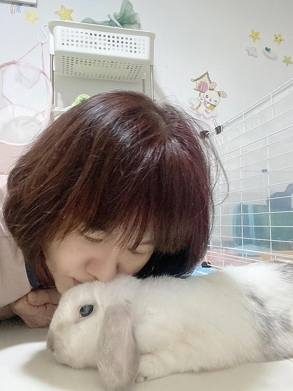 A holland lop rabbit named Sorbet with Ms Sandy Goh, a pet foster parent with the House Rabbit Society Singapore. The Animal and Veterinary Service said it is investigating possible sources of the rabbit haemorrhagic disease here. The disease is not