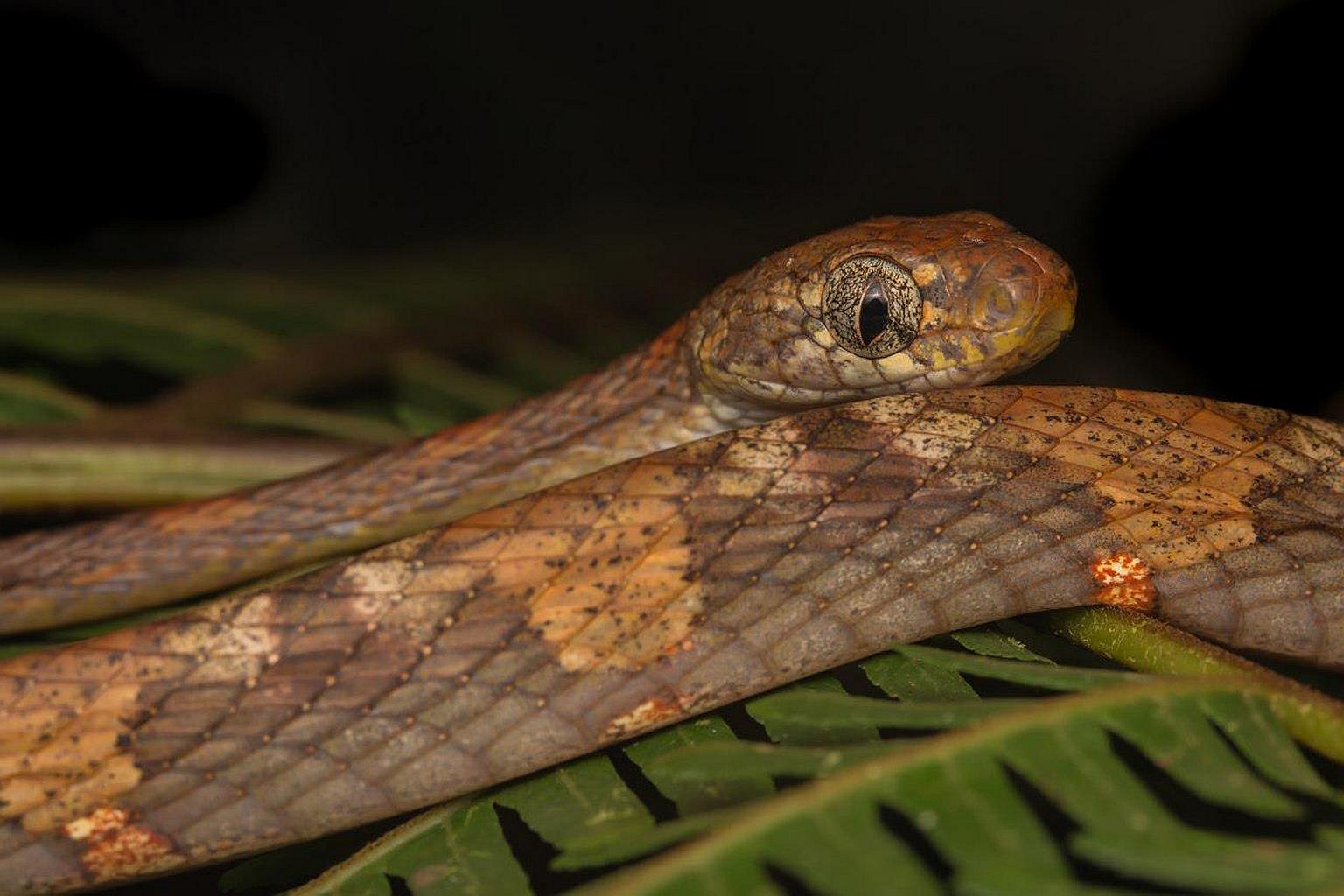 Rare Selangor Mud Snake Rediscovered In Singapore After 106 Years | The ...