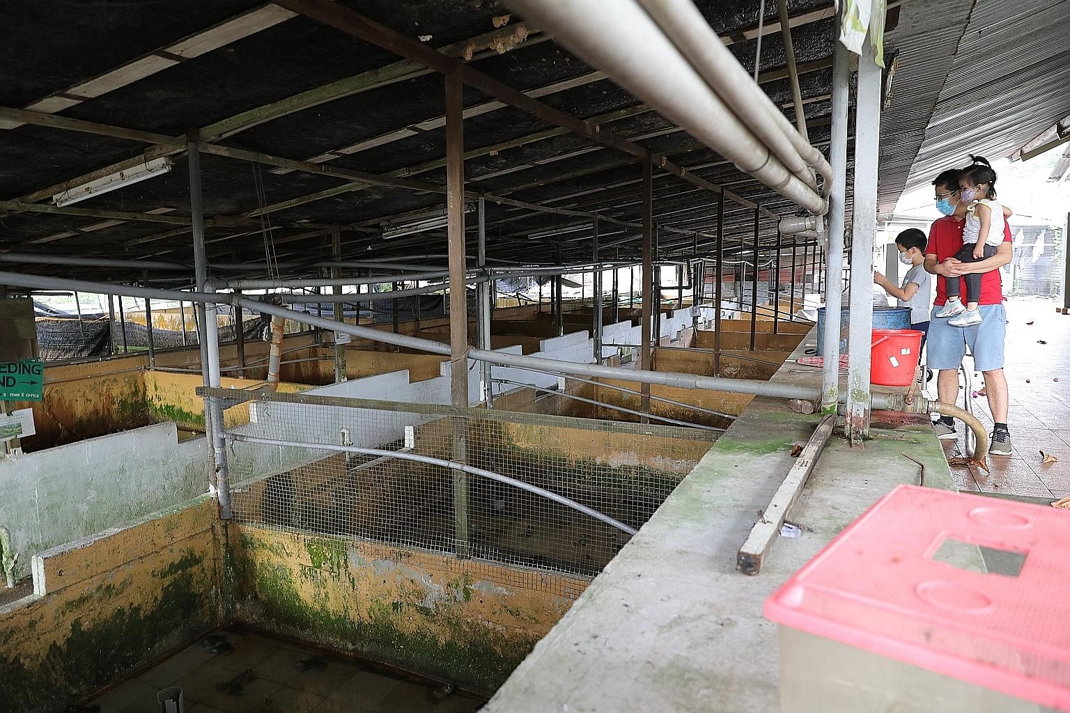 Ms Jean Woon, manager of Ser Poh Farm, which will be moving from Lim Chu Kang to a new plot in Sungei Tengah. The farm plans to double its beansprout output through the use of technology such as auto-irrigation systems. PHOTO: SINGAPORE FOOD AGENCY A