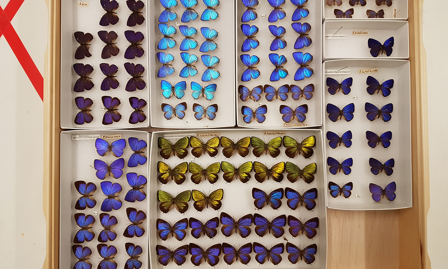Some of the butterfly specimens from the Lee Kong Chian Natural History Museum that have had their images and information put online in the Global Biodiversity Information Facility, a free international biodiversity database. 