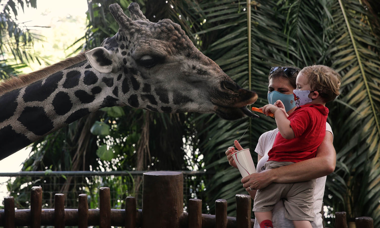 Marco, a 16-year-old Baringo giraffe, getting a treat from a young visitor at the Singapore Zoo in July. As part of their partnership, DBS Bank and the Singapore Tourism Board will curate promotional bundles for attractions, tours and hotel stays.
