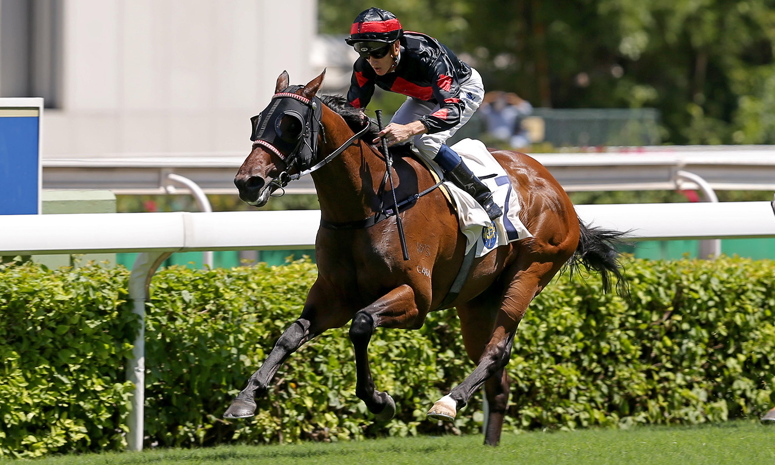 Natural Storm should relish the step-up to 1,800m in Race 6 at Sha Tin tomorrow. He has won over the trip.