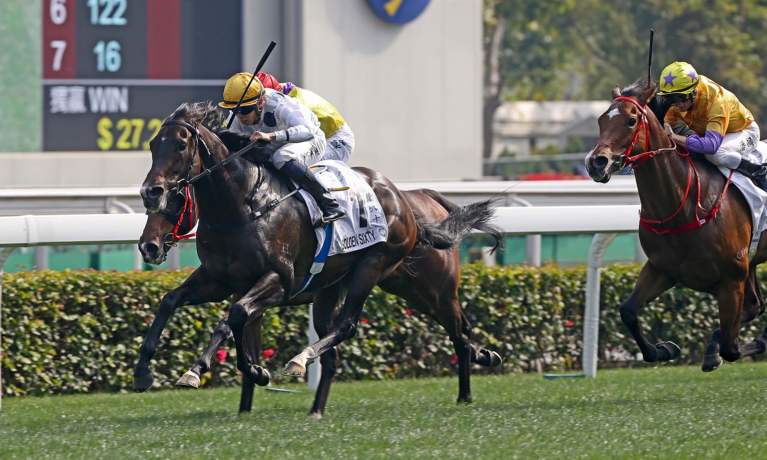 Golden Sixty (right) is capable of clinching his ninth straight win in Race 7 at Sha Tin tomorrow. He was simply brilliant first-up, claiming a number of high-profile scalps.