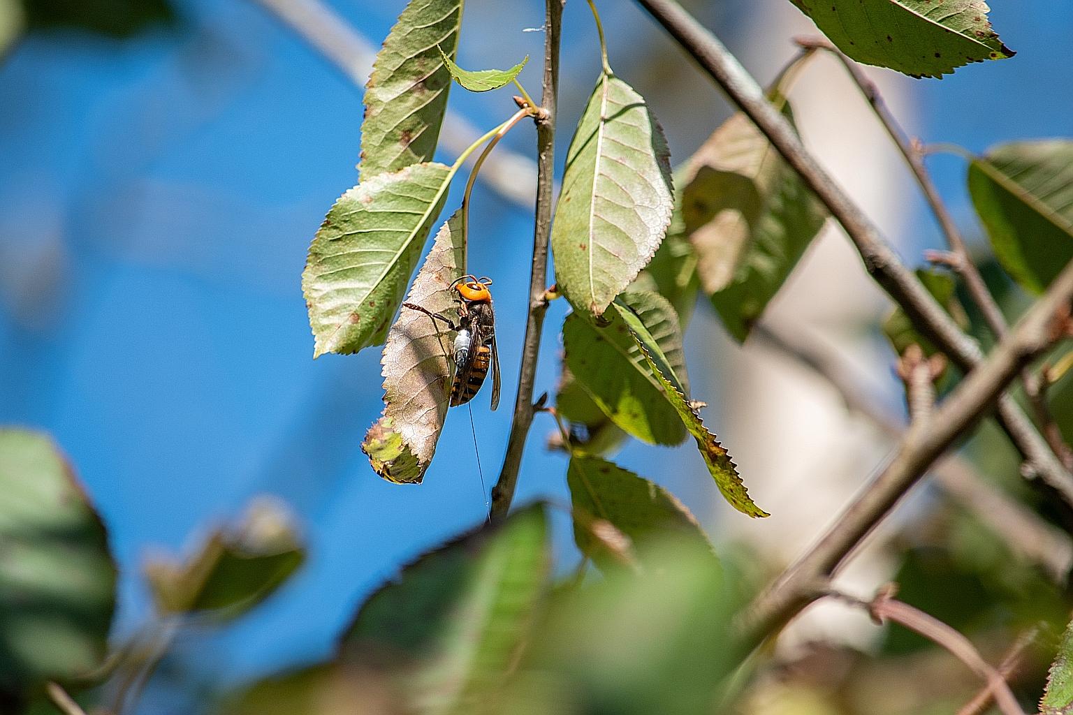 A radio tracking device tied to one of three Asian giant hornets. Researchers were subsequently led to a colony in a tree near Blaine, Washington. PHOTO: REUTERS