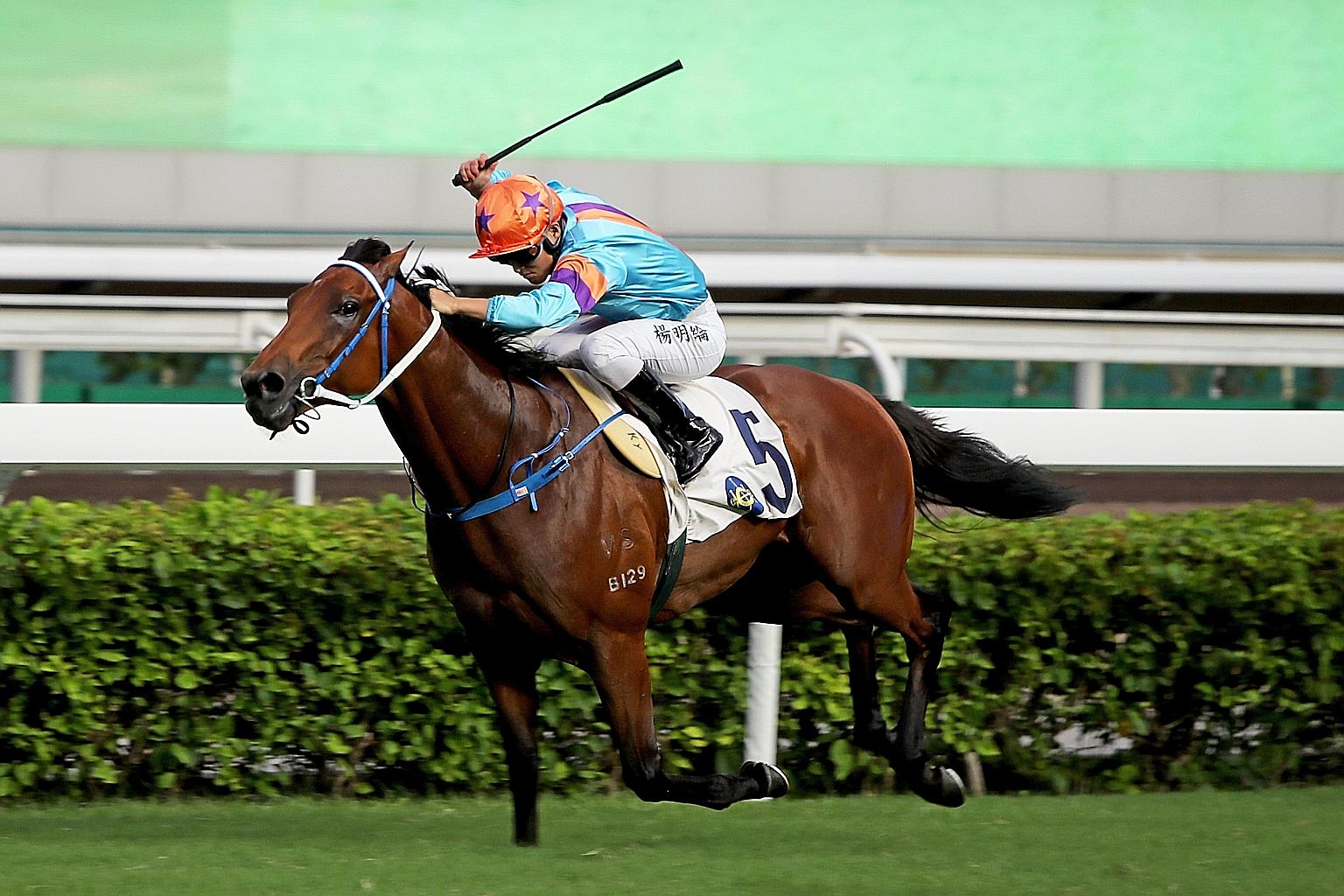 Dances With Dragon scored a near five-length win in the Group 3 Premier Plate over 1,800m last term. If he replicates that run, he is the one to beat in tomorrow's Group 3 Sa Sa Ladies' Purse Handicap over the same trip.