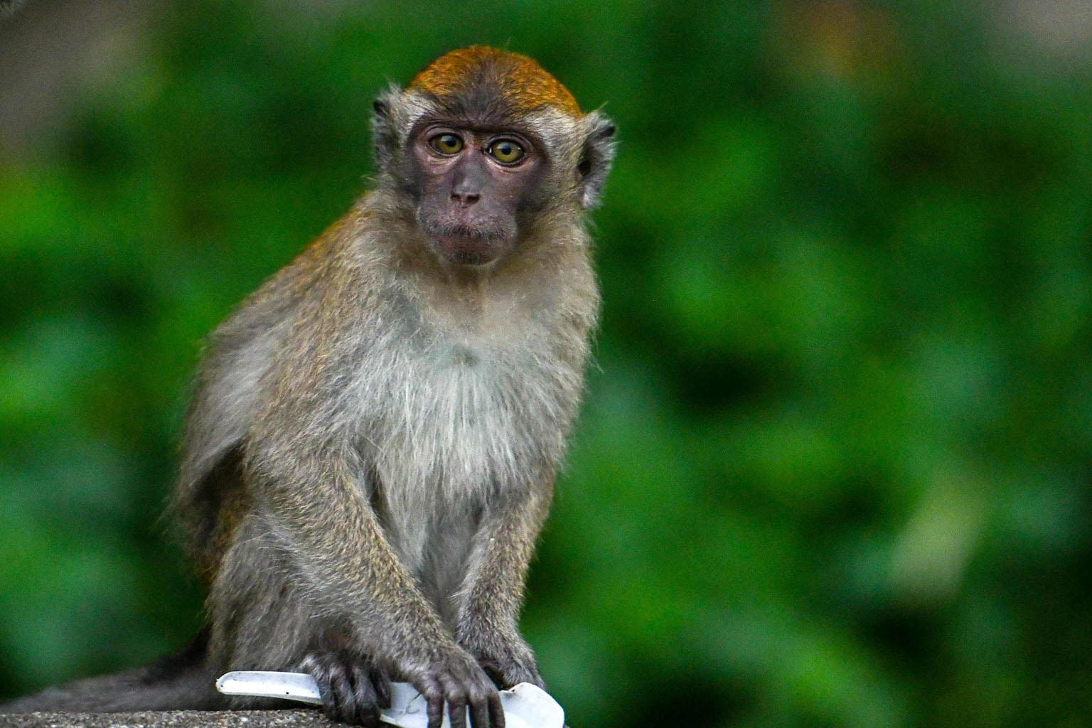 Up to 850,000 viruses exist in animals and can infect people. PHOTO: AGENCE FRANCE-PRESSE