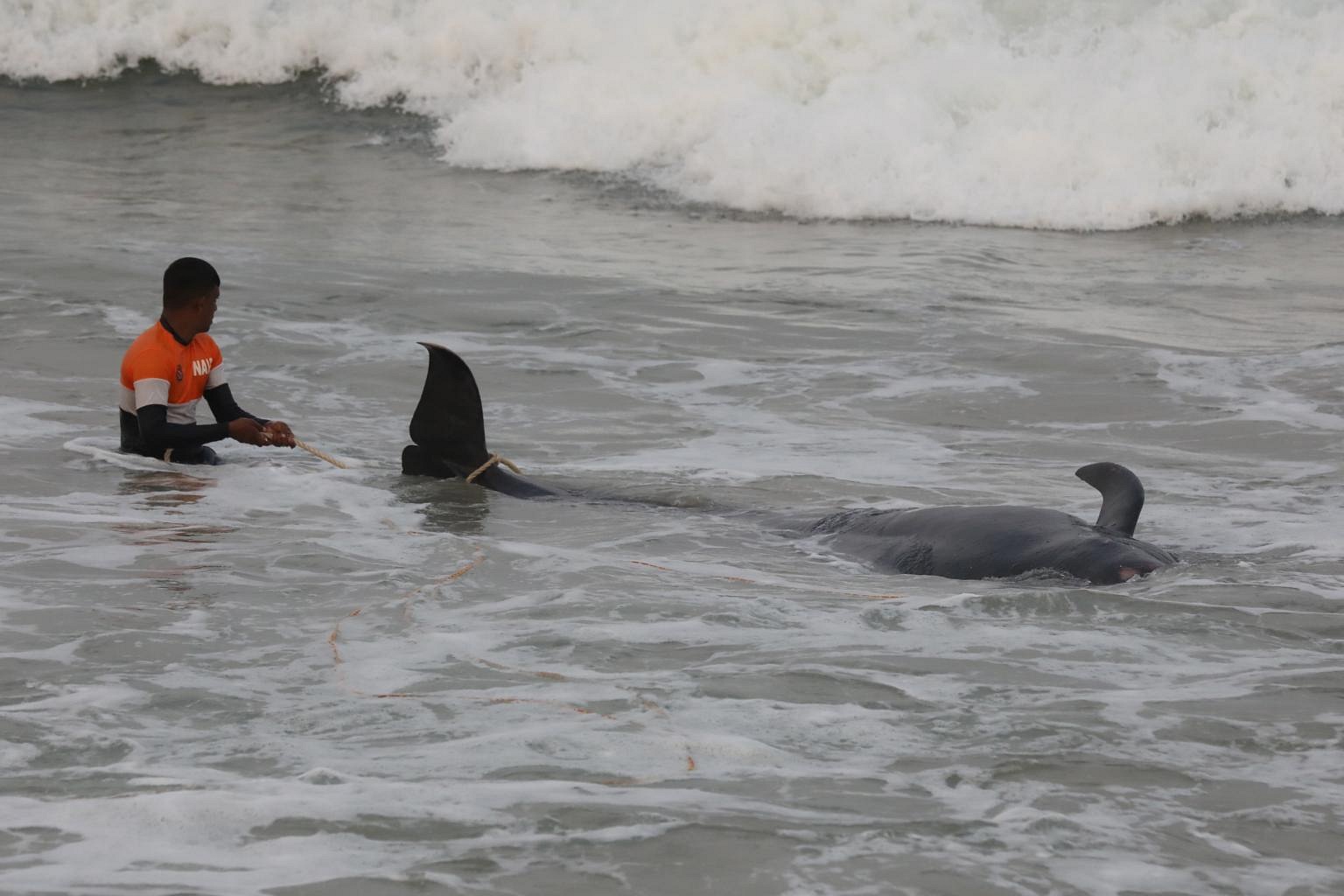 Sri Lanka rescues 120 whales after mass stranding | The Straits Times