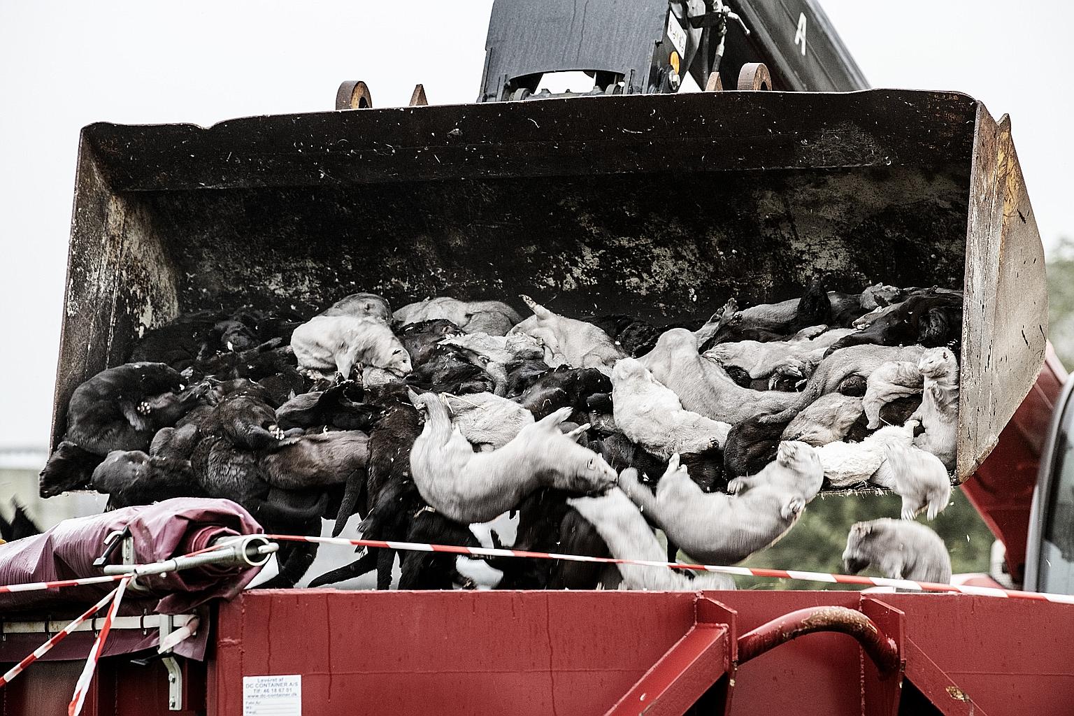 Dead minks being collected for disposal in Denmark. The country is culling all of its minks after a mutated version of the coronavirus was detected at mink farms and had spread to people.