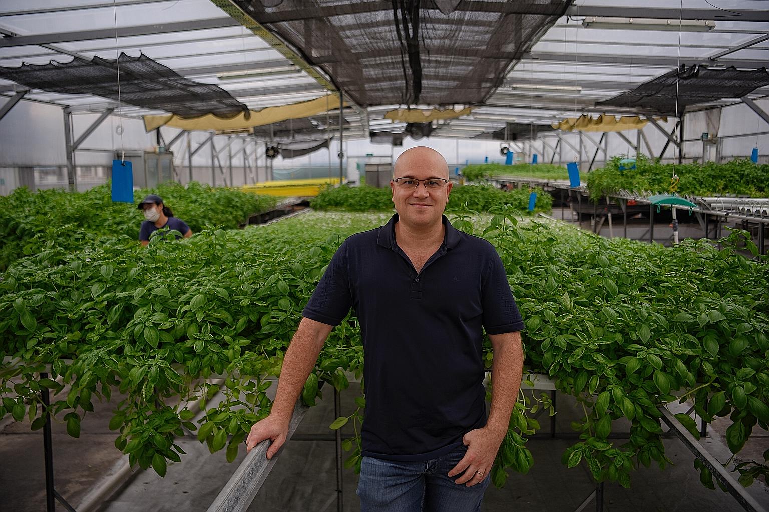 Mr Wong Jing Kai, partner of Ah Hua Kelong, with a lobster that the company rears along with pearl garoupa, seabass, snapper and pomfret at its floating farm off Pulau Ubin and a kelong off Sembawang. Barramundi at the Kuhlbarra fish farm off Pulau S