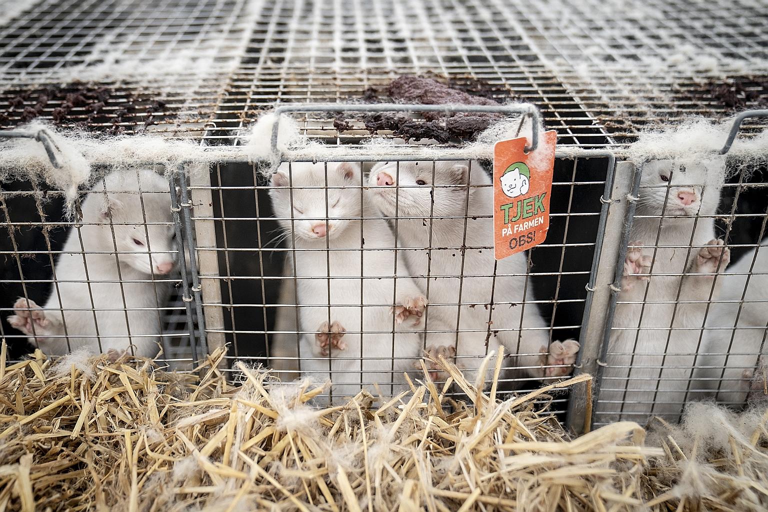 Live minks at a mink fur farm near Naestved on Denmark's Zealand island last Friday. The Danish government has decided to kill millions of minks due to coronavirus concerns.