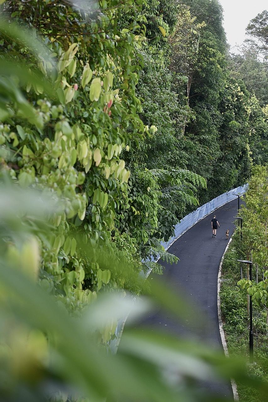 The Lornie Road park connector, which extends from MacRitchie Reservoir carpark to Kheam Hock Park, will be completed in the next few weeks. The National Parks Board said it is working to complete the project before the year end. It is the final majo