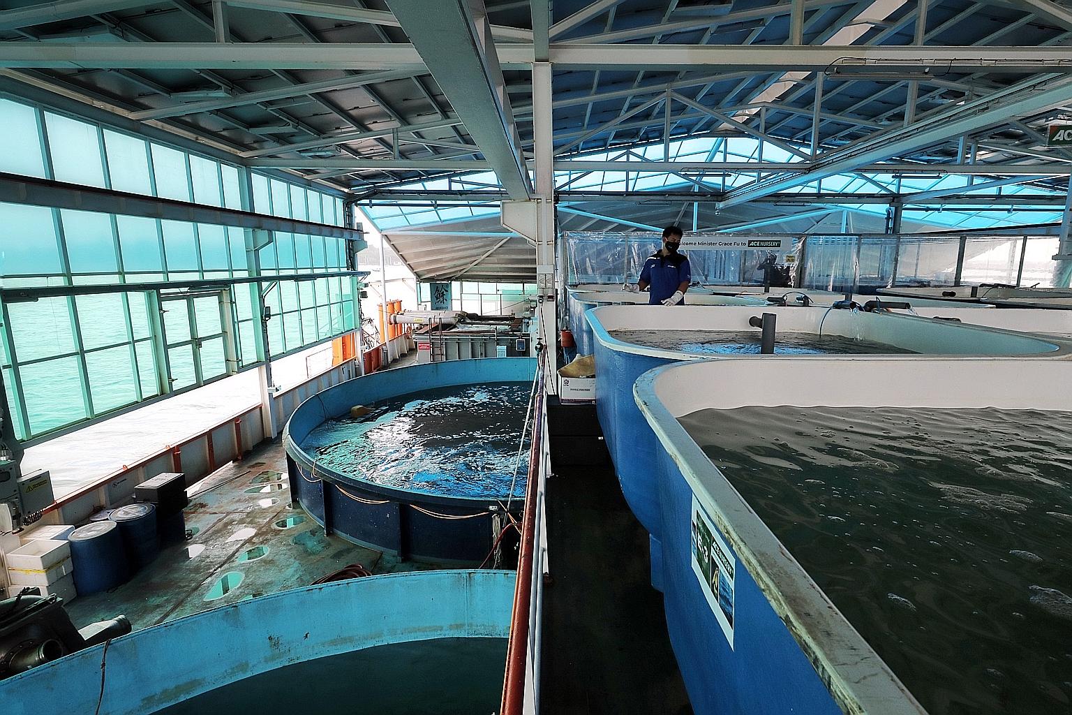 Eco-Ark's post-nursery (right) and cultivation (left) tanks. It is the first of 109 coastal fish farms here to have its own post-harvest facility on board, making it easier for consumers to trace the origins of the fish they eat.
