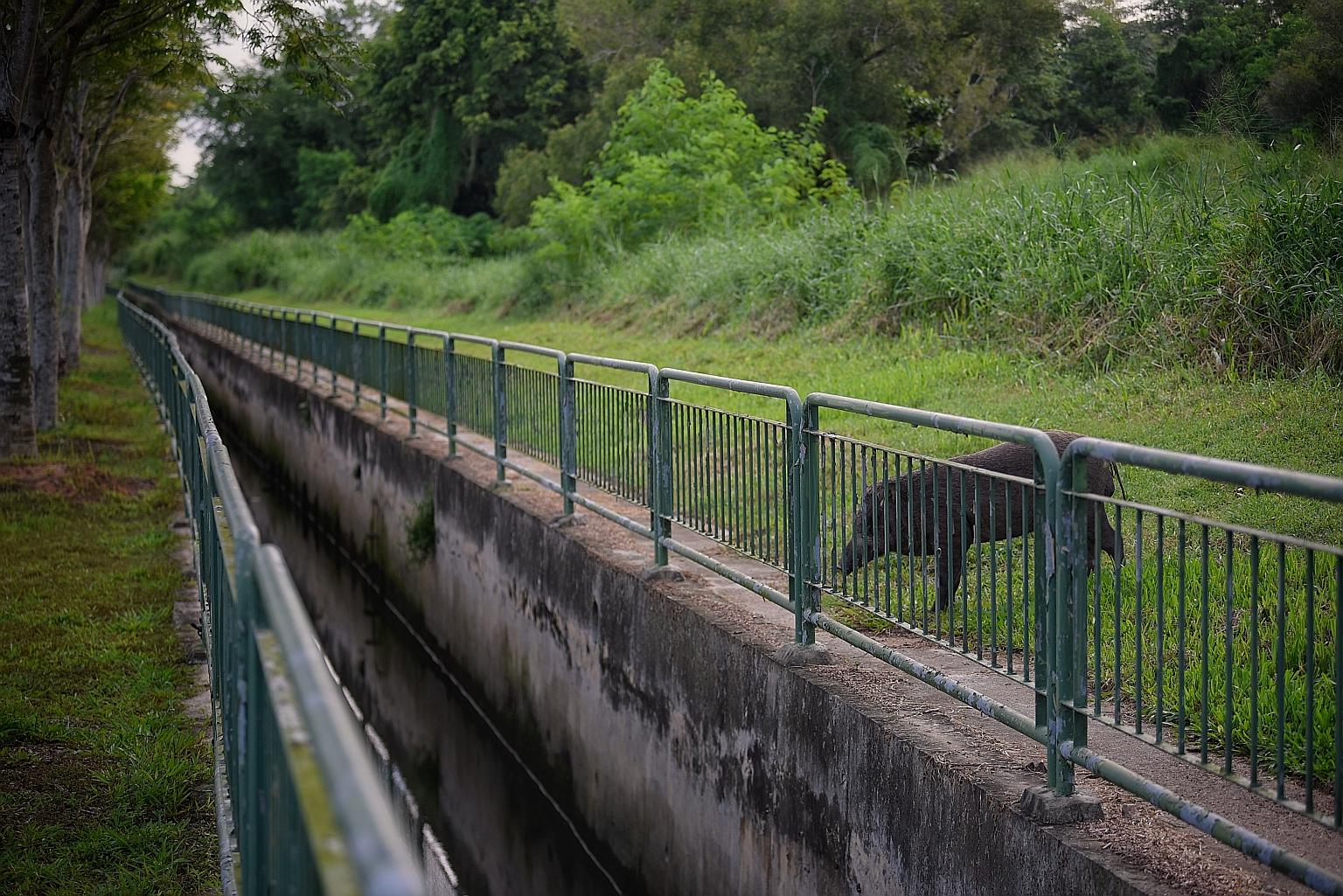 A woman was at Sungei Api Api Park in Pasir Ris last Tuesday when a wild boar charged at her and knocked her down, leaving her with lacerations on her left leg and face.