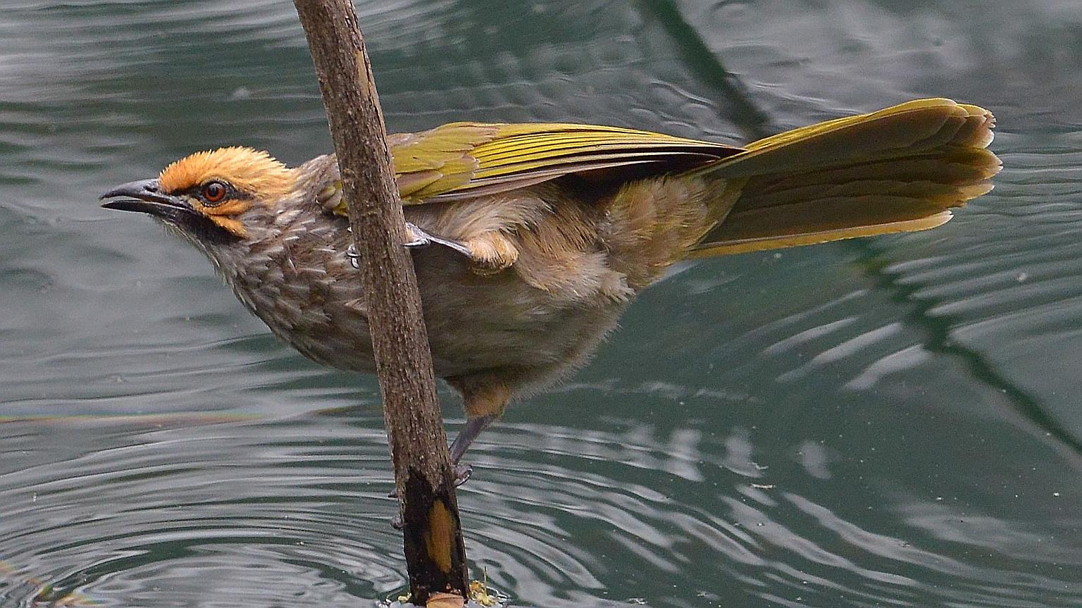 The straw-headed bulbul - once commonly found in Borneo, Indonesia's Java and Sumatra, as well as the Thai-Malay Peninsula - faces threats such as deforestation and poaching.
