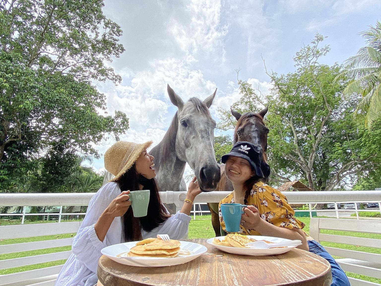 Enjoy a farmhouse breakfast experience with horses at Gallop Hill Top Resort in Horsecity in Bukit Timah.