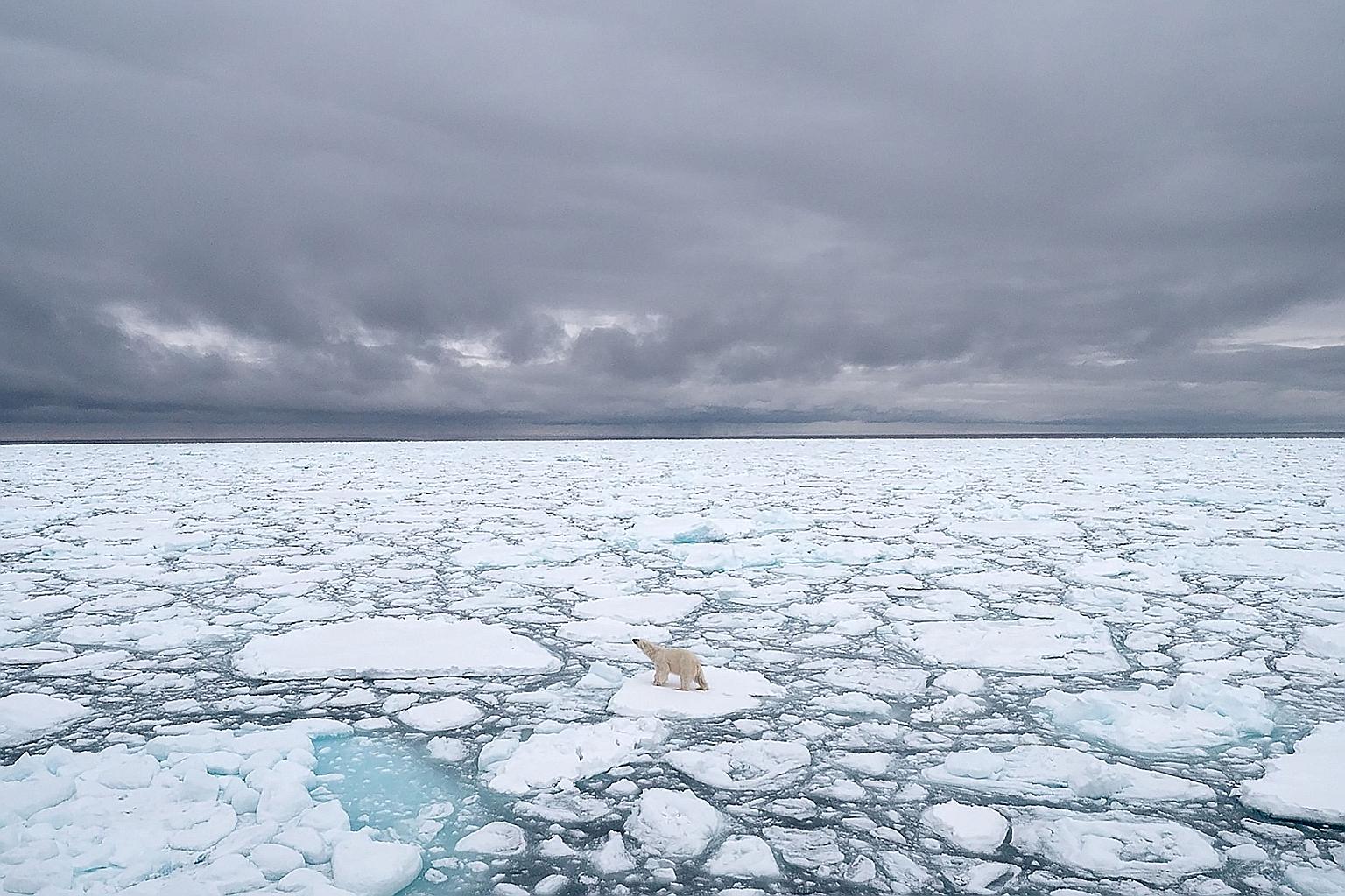 A polar bear seen in Svalbard, Norway, in 2018. Environmental scientists have found that the North Pole is heating up twice as fast as the rest of the planet. PHOTO: AGENCE-FRANCE-PRESSE