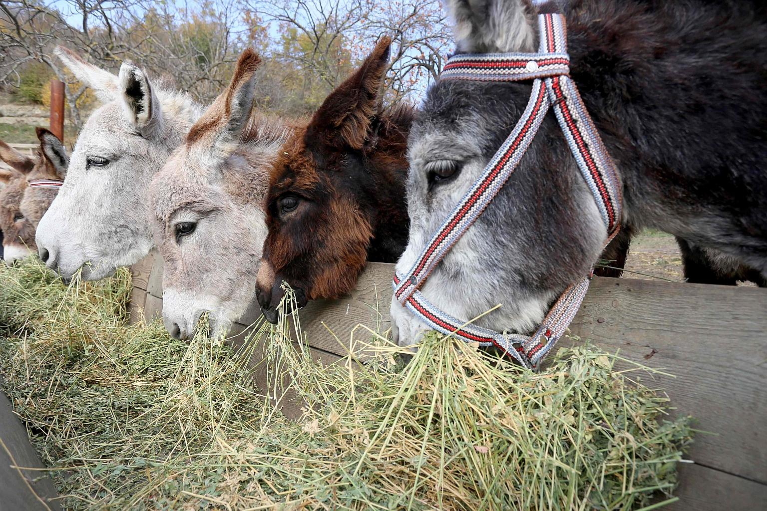Donkeys at a farm in the village of Paper, Albania. Said to boost the immune system, donkey milk has been flying off the shelves in Albania during the pandemic.