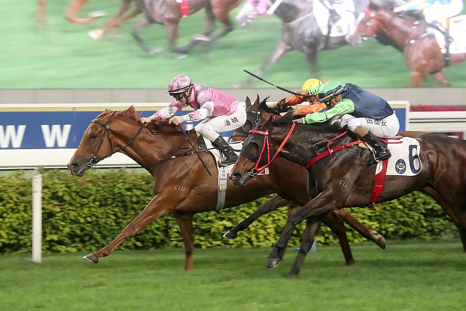 Band Of Brothers (in pink) has the class edge in tomorrow's last race at Sha Tin. This is his preferred course and distance.