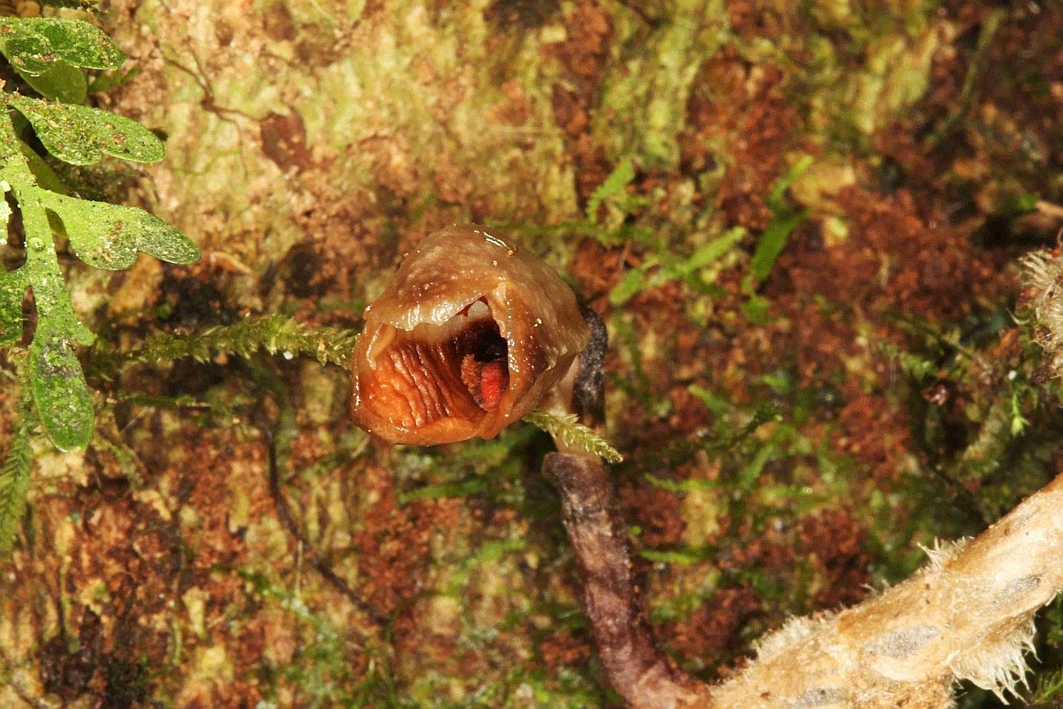 The flowers of the Gastrodia agnicellus have been described as "small, brown and rather ugly" by Kew scientists. PHOTO: REUTERS