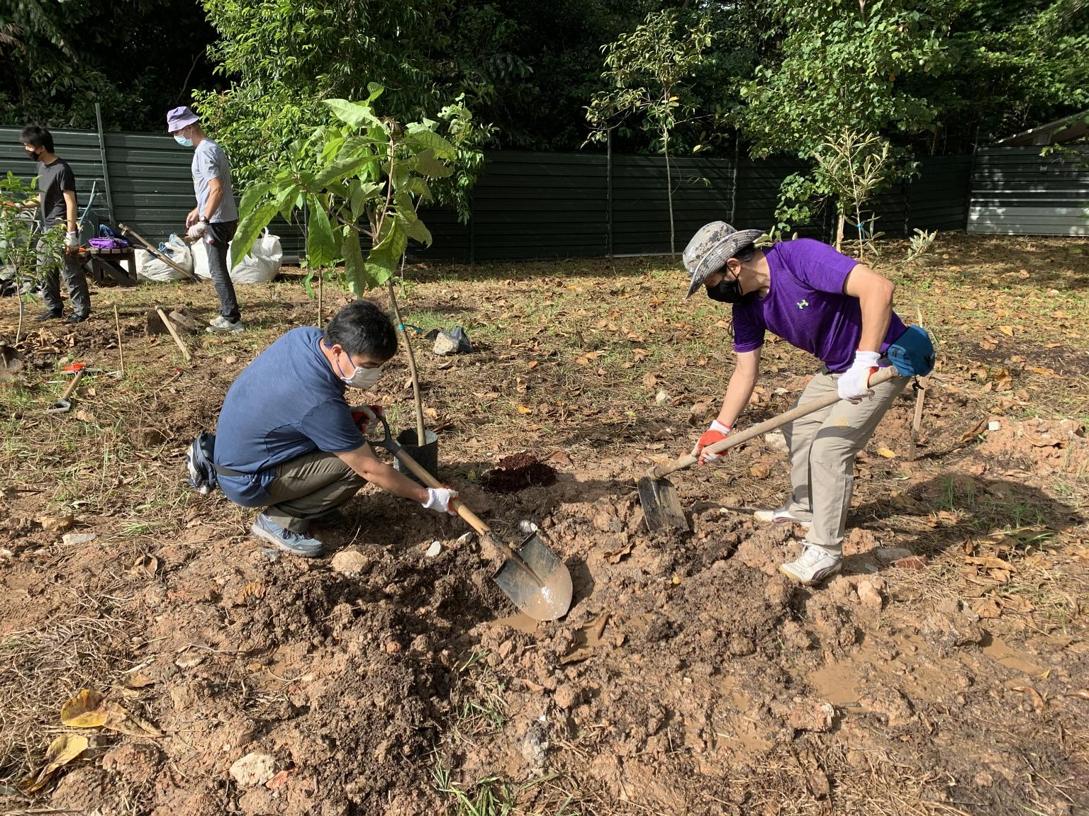 Volunteers from nature groups preparing the soil for tree planting at Kranji Coastal Nature Park. They aim to transform the area into a coastal forest over the next five years.