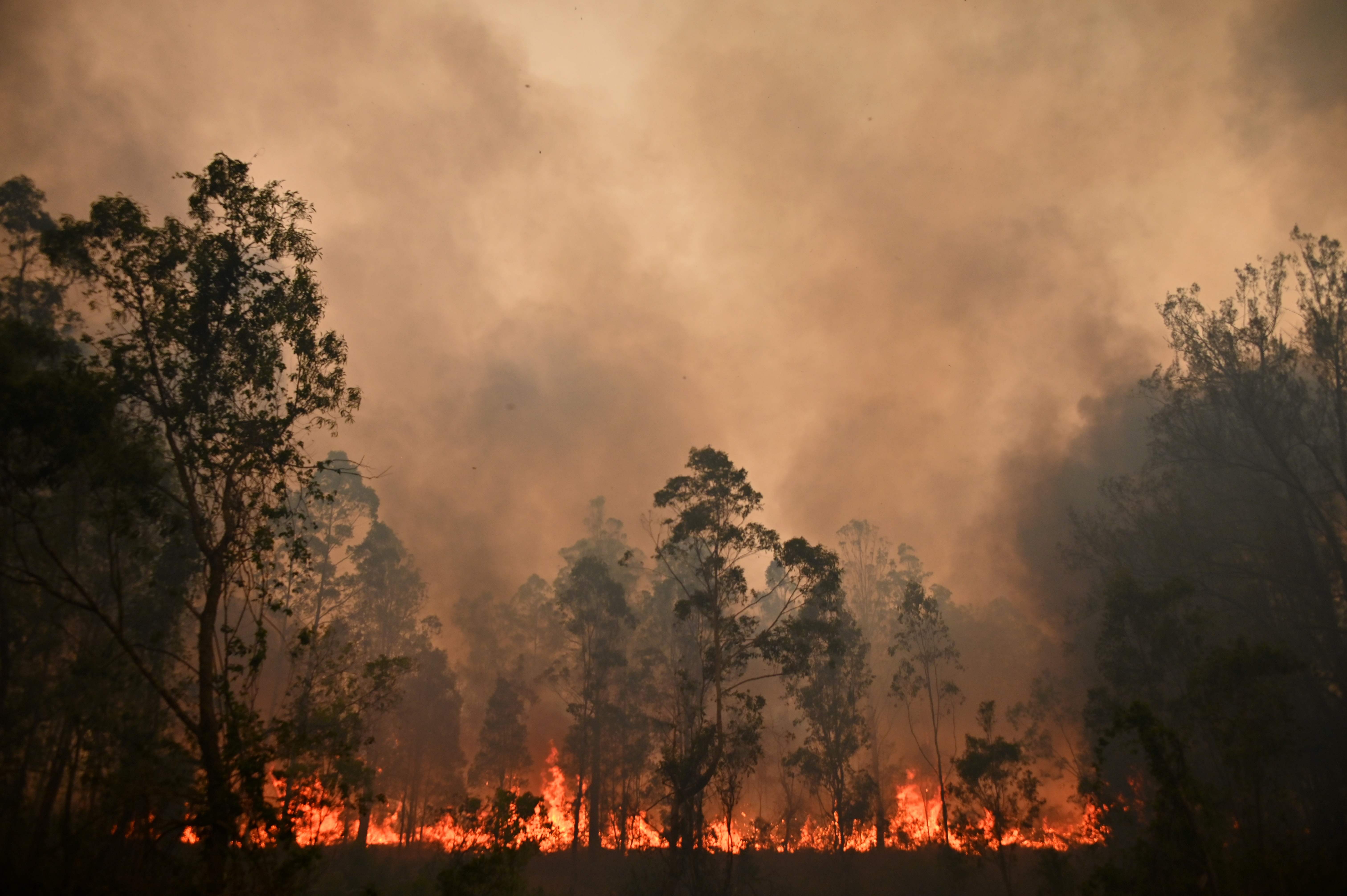 Incendios forestales, un efecto del cambio climático.