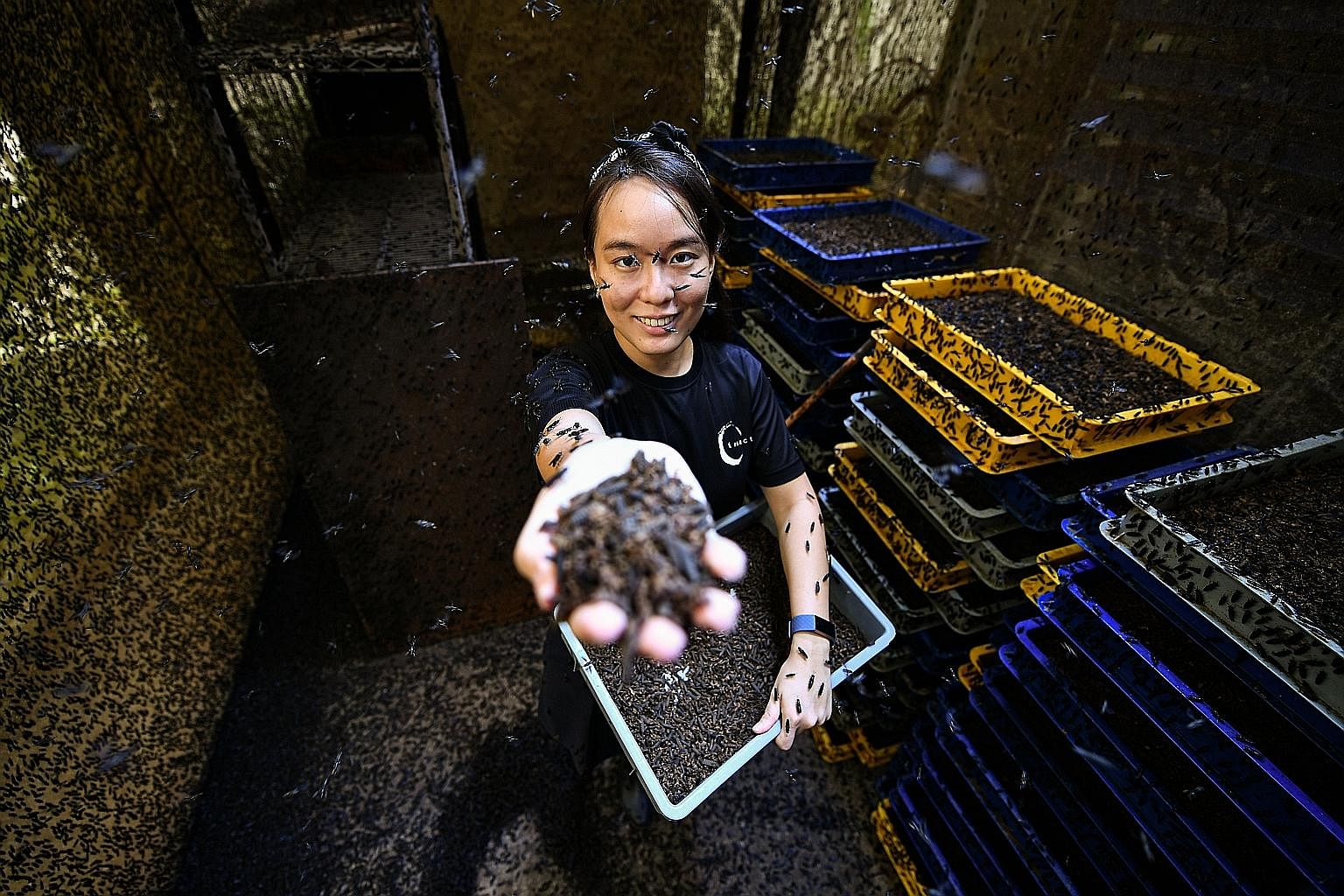 Ms Chua Kai-Ning, chief marketing director of Insectta, with a handful of pupae inside the mating chamber that houses one million black soldier flies. ST PHOTOS: LIM YAOHUI Ms Yeo Pei Shan, co-founder of UglyFood, with the rejected blemished fruit an
