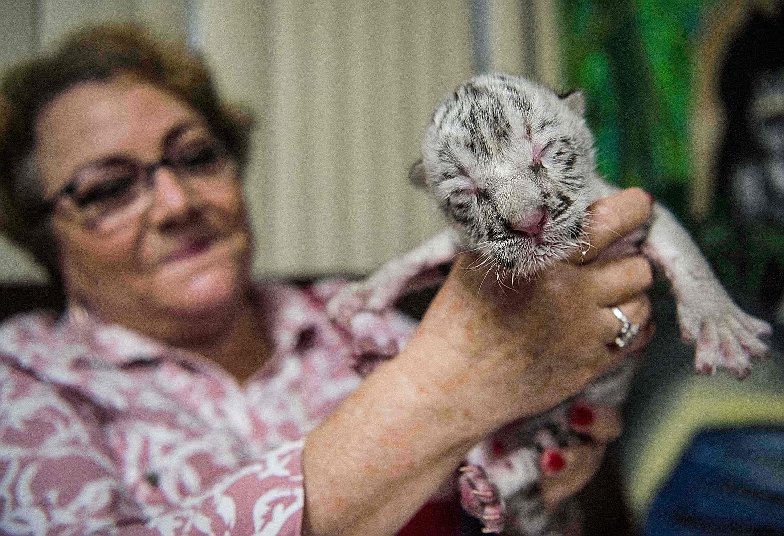 Ms Marina Arguello, who helps manage the Nicaragua zoo, holding up Nieve - which means snow in Spanish - a rare white tiger which was born a week ago weighing just under a kilogram. PHOTO: AGENCE FRANCE-PRESSE
