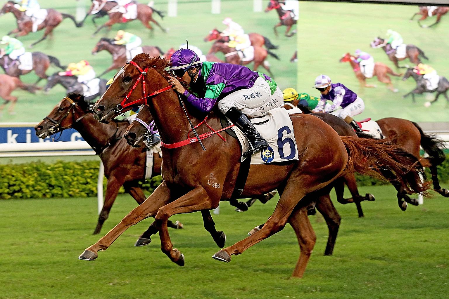 Excellent Proposal (No. 6) is looking for his fourth straight win in the last race at Sha Tin tomorrow. He is heading towards the Four-Year-Old Classic Series.