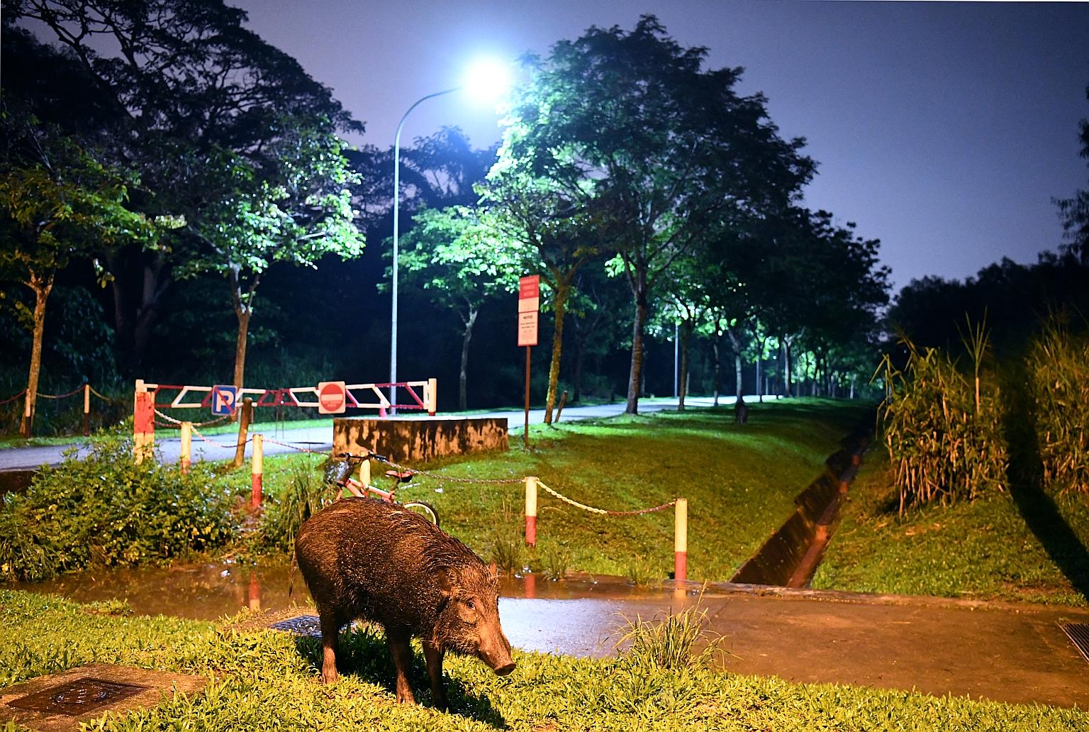 A wild boar spotted at Lorong Halus on Tuesday. NParks says feeding and irresponsible discarding of food may lead the animals to associate humans with food. This raises the likelihood of them seeking humans and may see them wandering in urban areas s