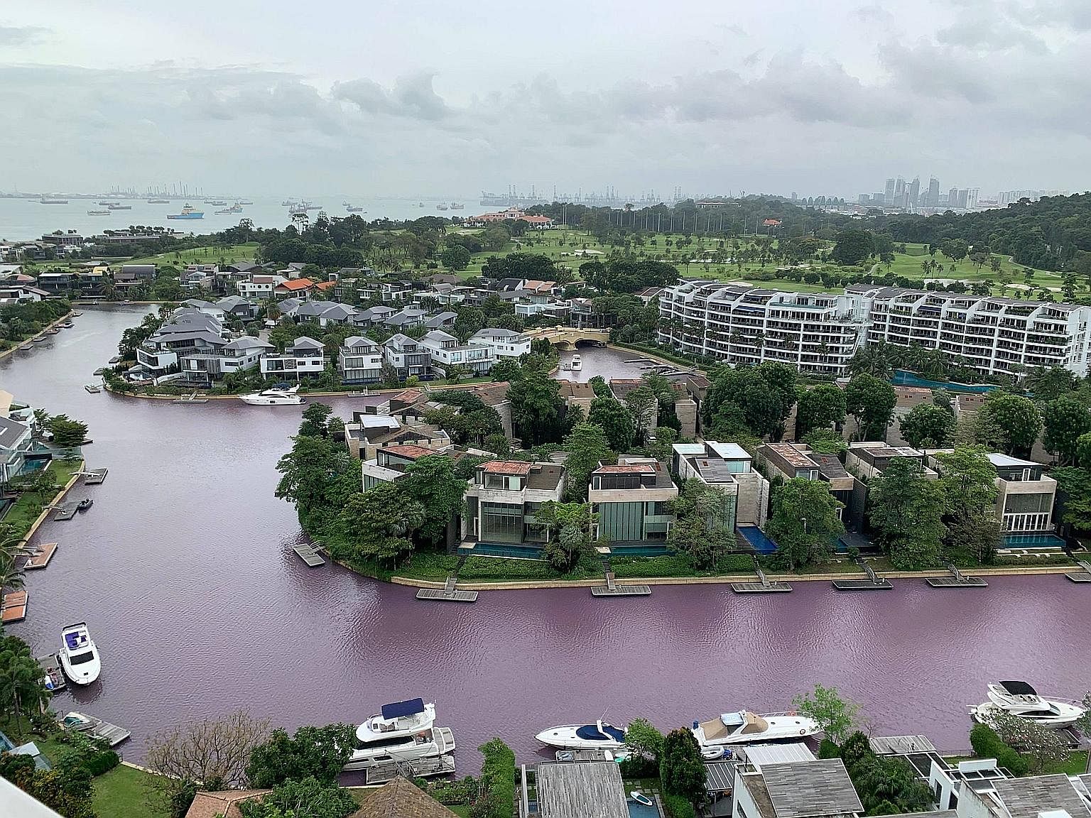 The waterway running through Sentosa South Cove at about 3pm yesterday appeared pinkish-purple. Dr Sandric Leong, senior research fellow at the National University of Singapore's Tropical Marine Science Institute, said the coloured water was caused b
