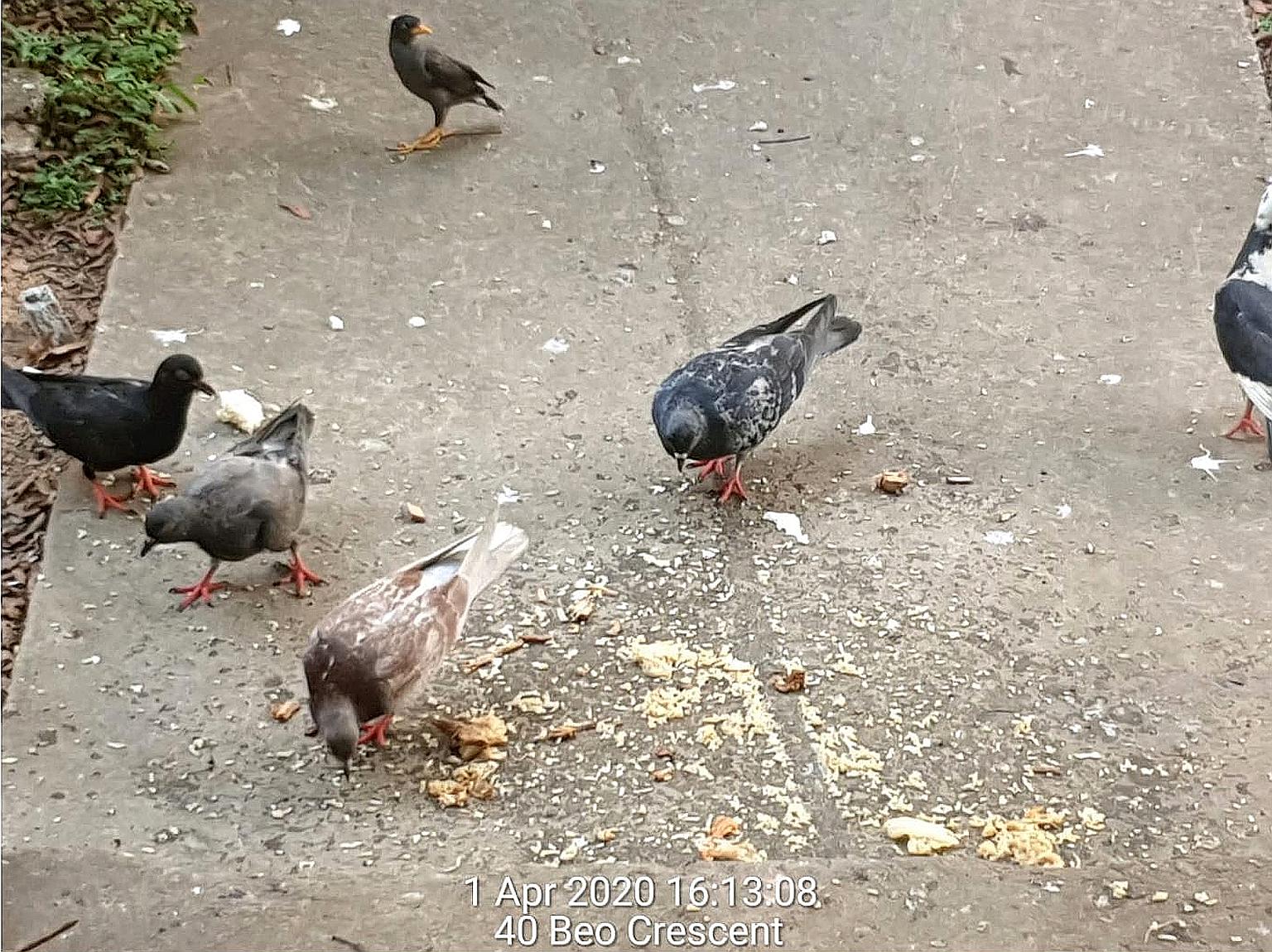 Pigeons eating food discarded by humans. Limiting food resources islandwide would likely result in a decline in the feral pigeon population, according to a new study. PHOTO: ANIMAL CONCERNS RESEARCH AND EDUCATION SOCIETY (ACRES)