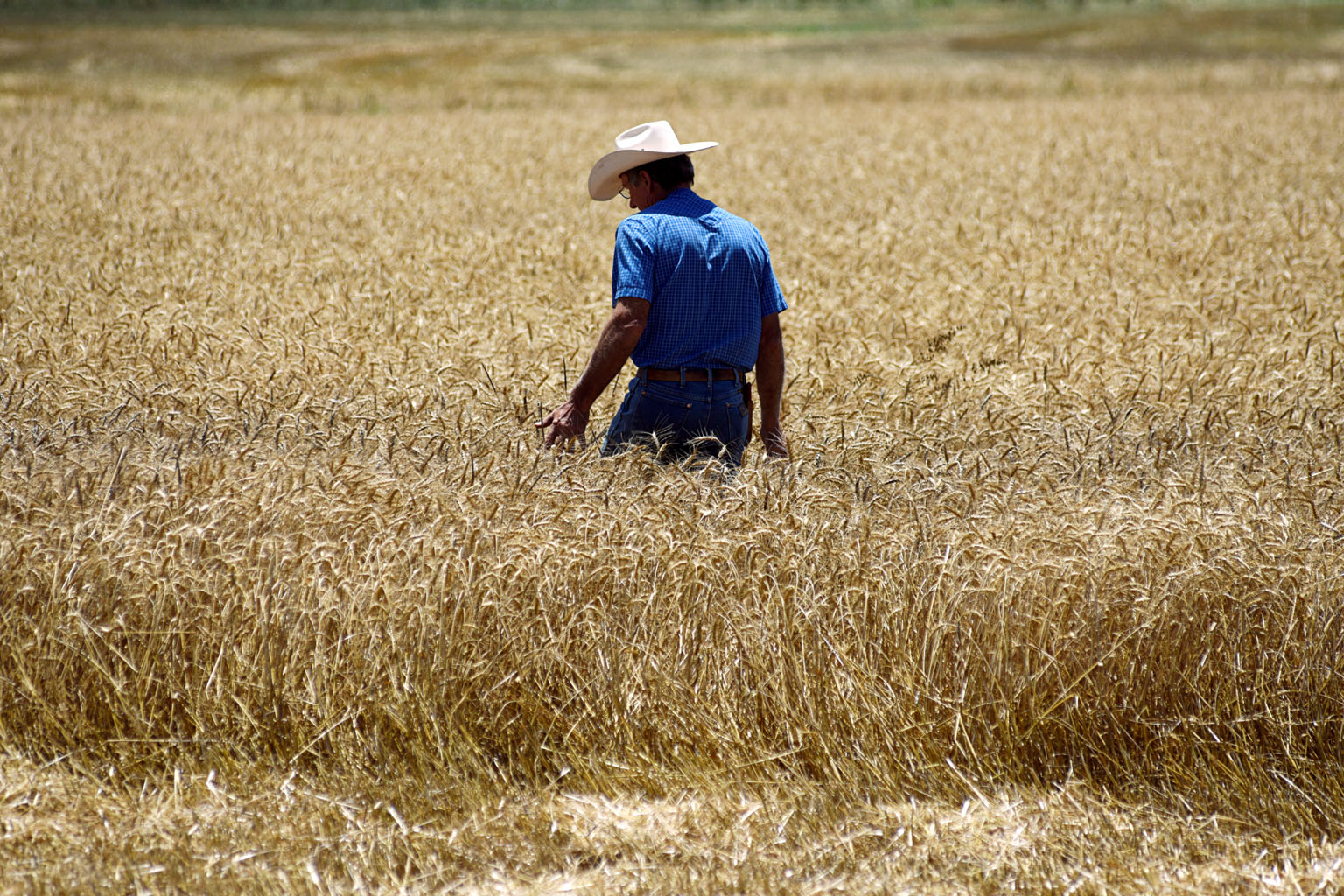 A farmer looking over his wheat field in Oklahoma. Former president Donald Trump sold the trade deal with China as a boon for US farmers, saying the Chinese would buy agricultural products. But China bought only 64 per cent of the products that it ha