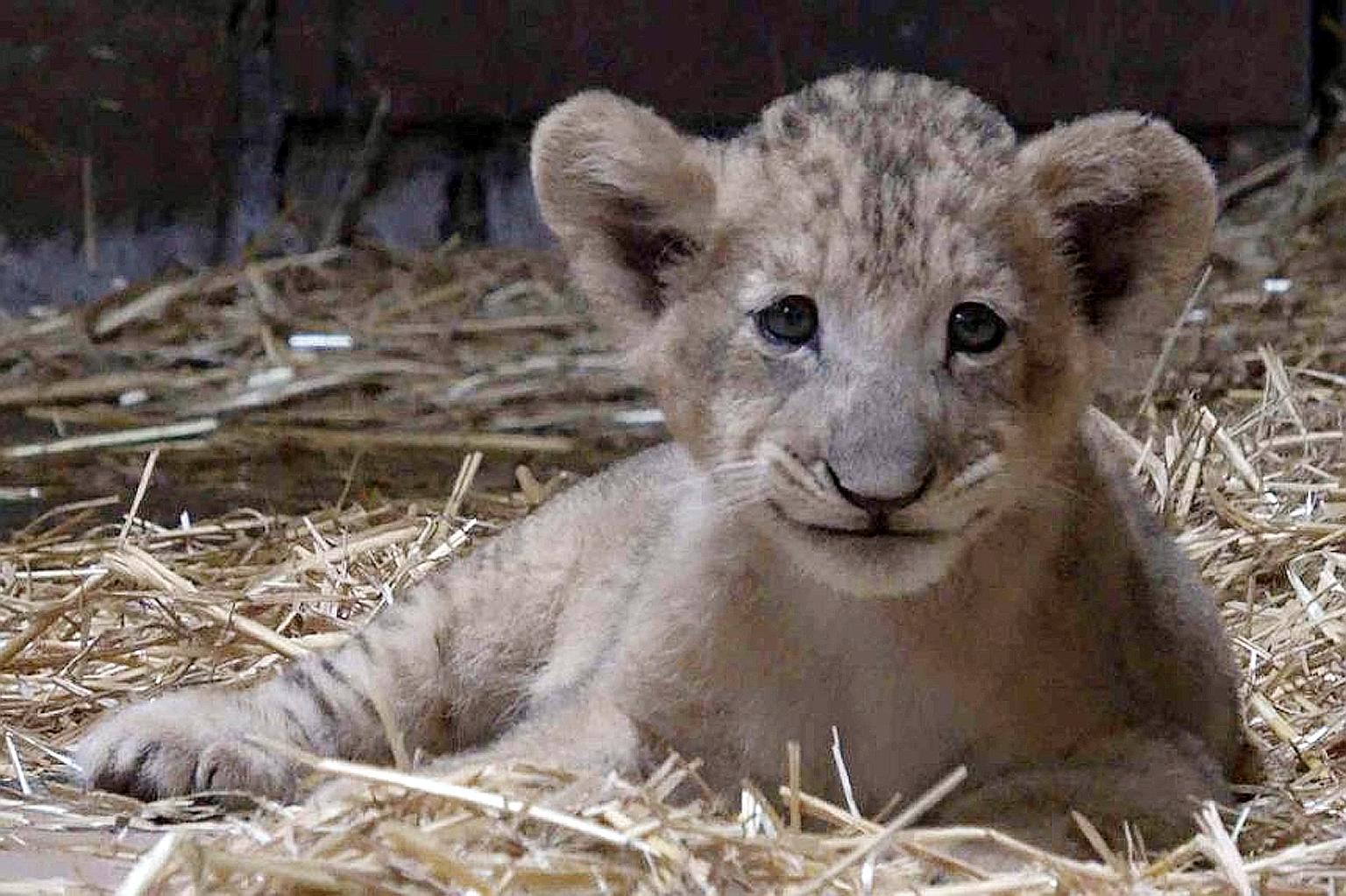 The birth of Simba was the result of the final session to collect semen from a 20-year-old lion, Mufasa, which died at the zoo after his semen was collected. The cub, now three months old, is currently housed in an off-exhibit area with his mother, K