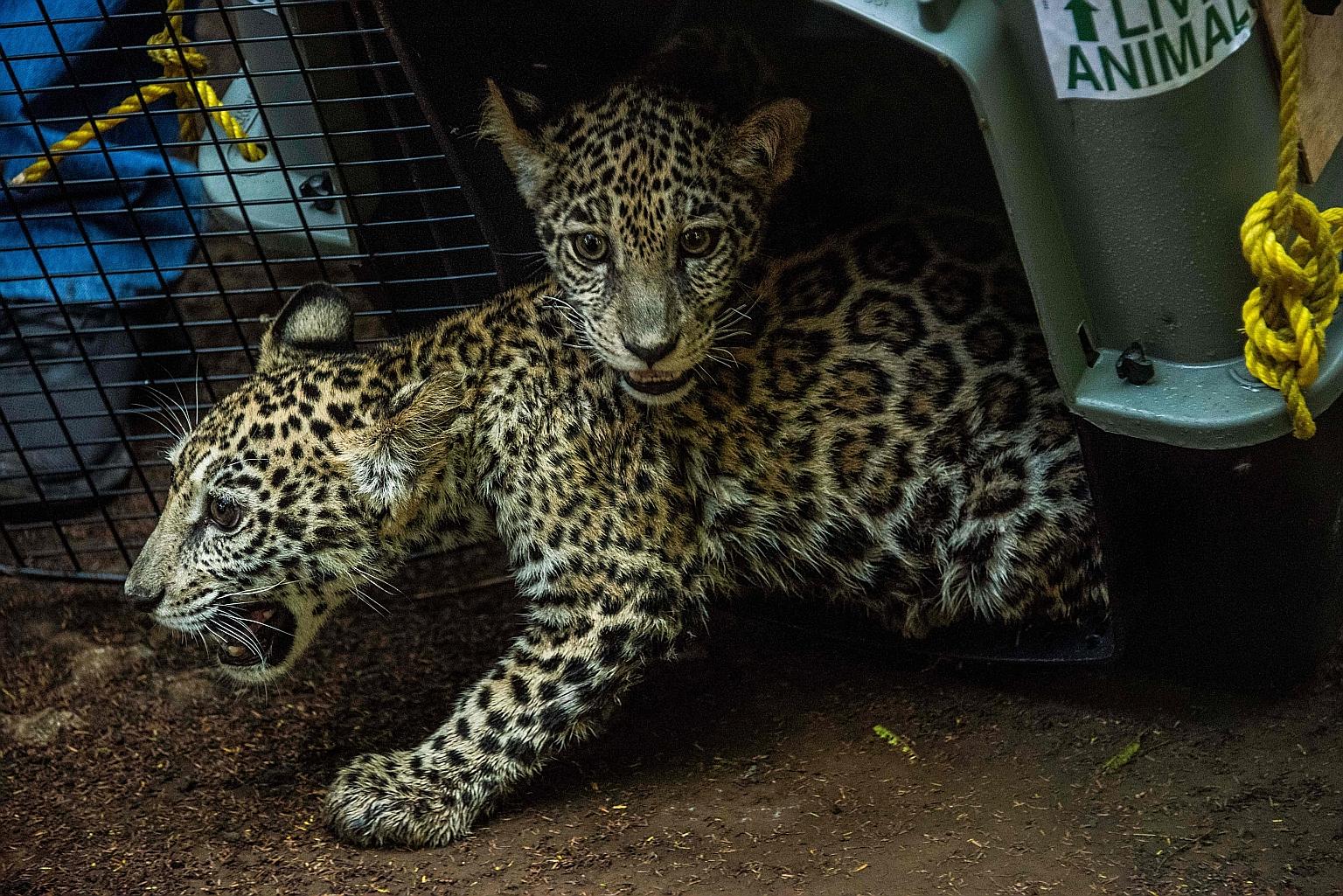 The two jaguar cubs at Nicaragua's National Zoo in Masaya on Wednesday after being rescued. The felines were saved by a zookeeper from poachers who planned to illegally sell them abroad.